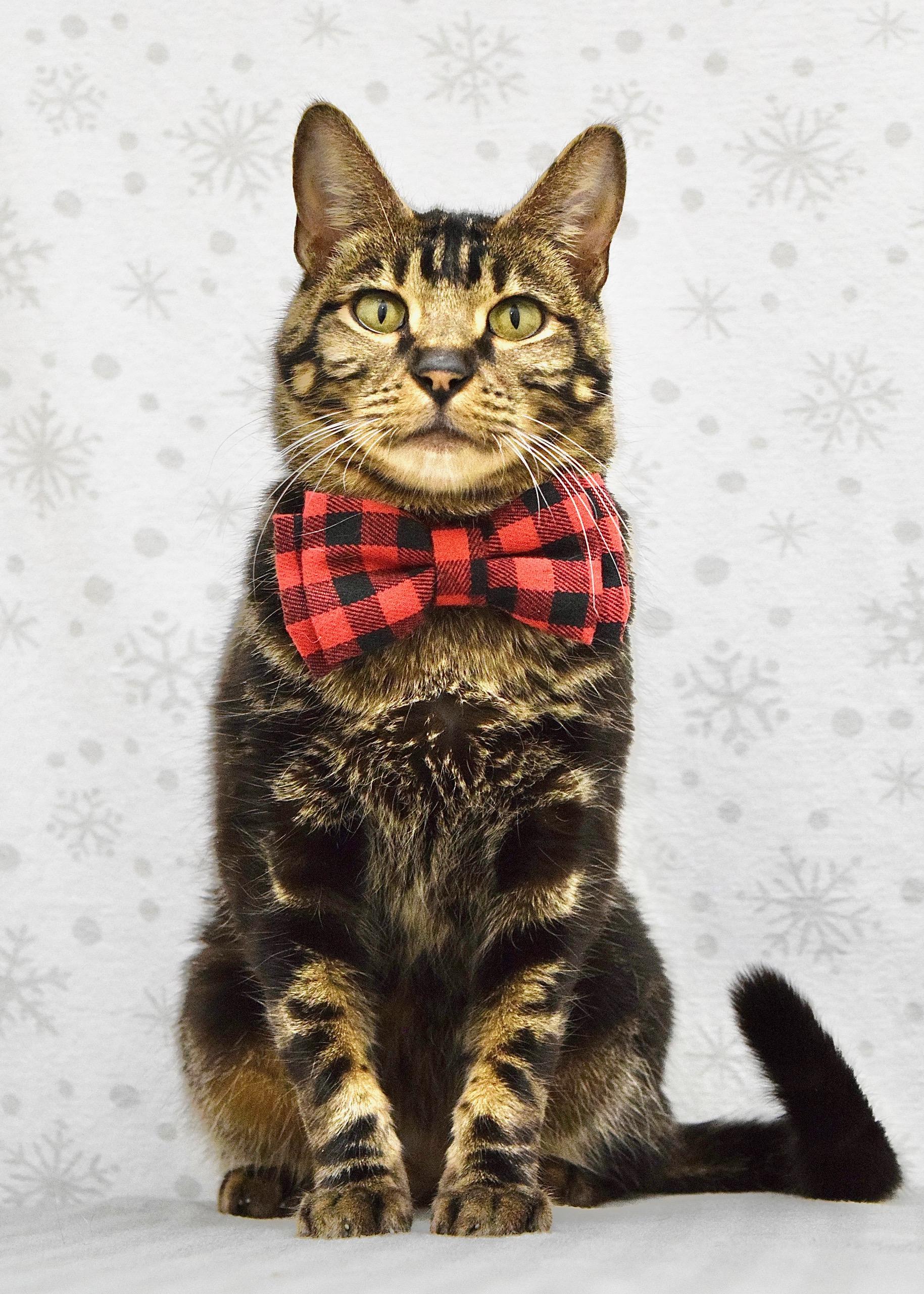 Kiwi, ADOPTABLE, Senior Male Domestic Short Hair.