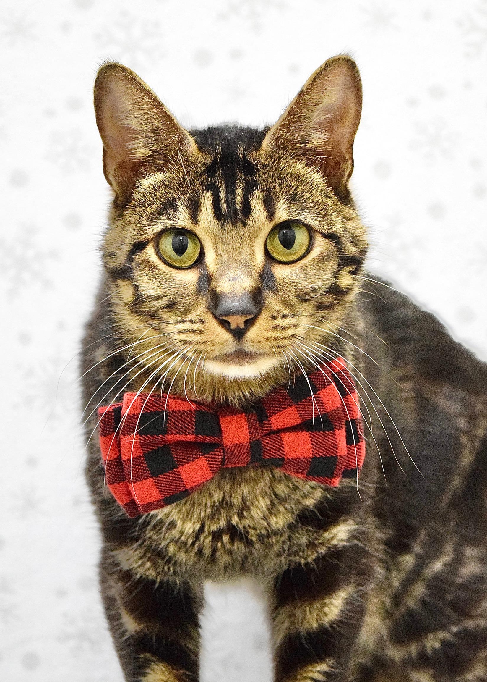 Kiwi, a ADOPTABLE Domestic Short Hair in Dublin, CA image 2/4