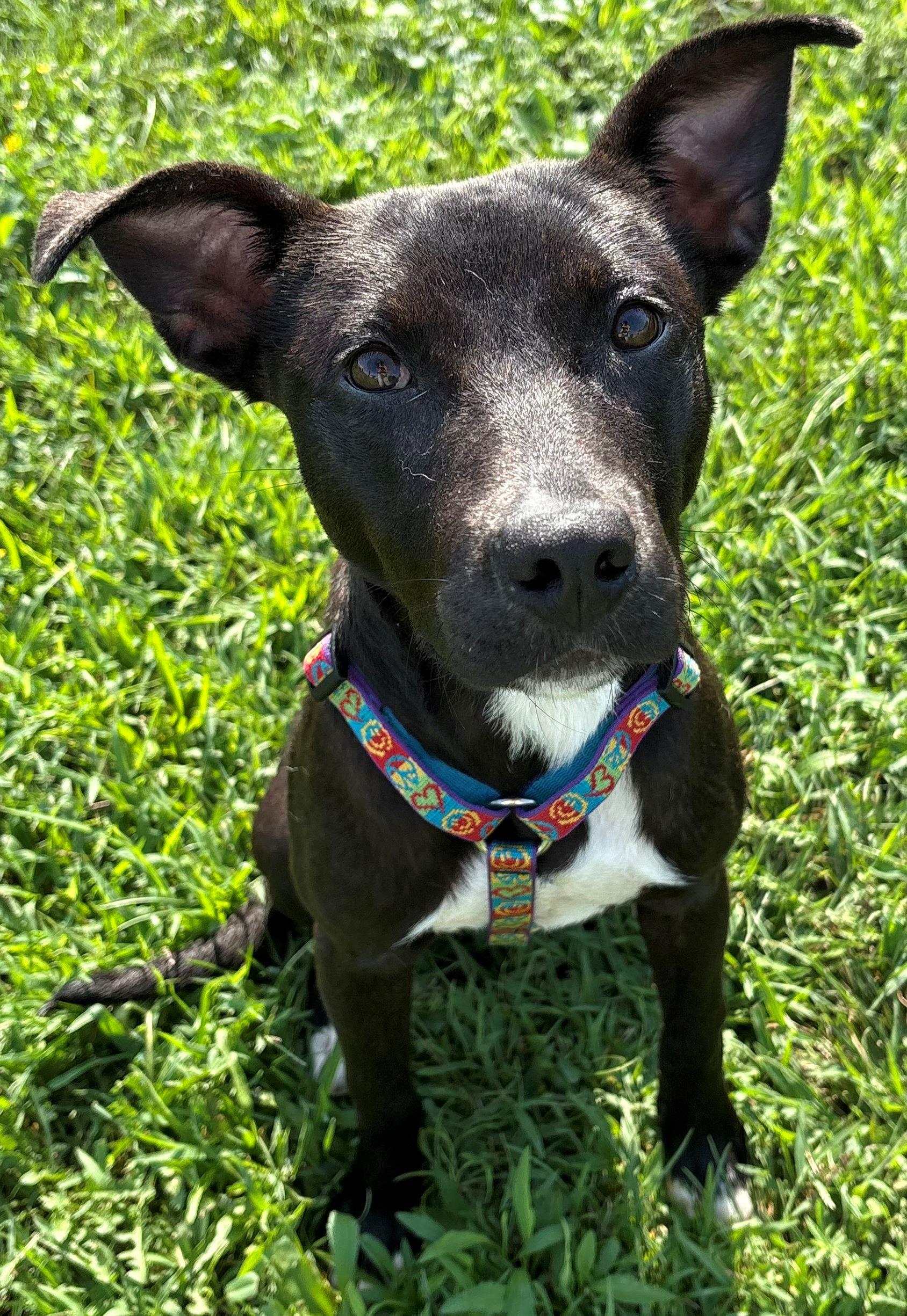 Enlarge Aurora, a Adoptable mixed breed in Iowa City, IA image 1/3