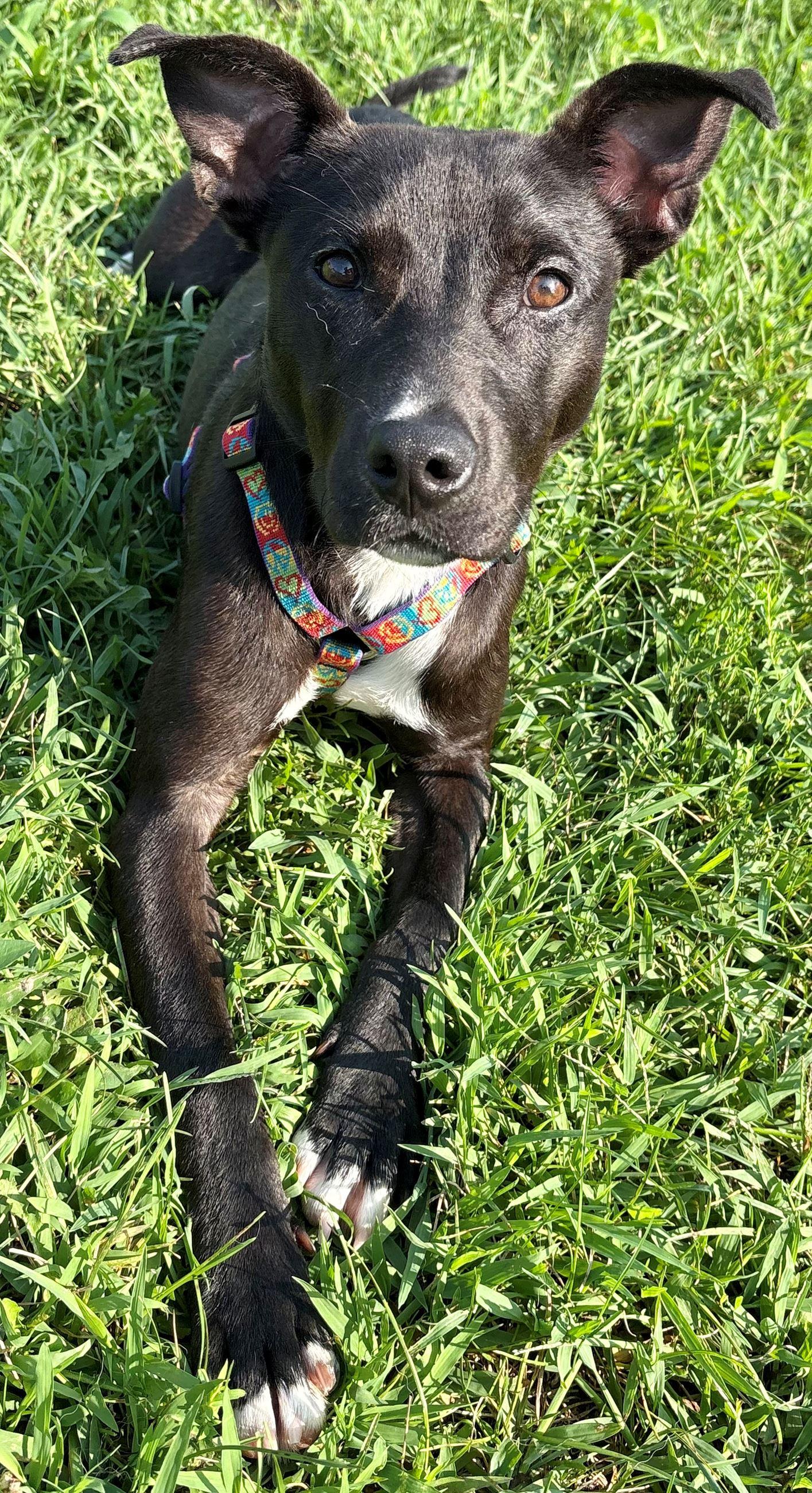 Enlarge Aurora, a Adoptable mixed breed in Iowa City, IA image 3/3