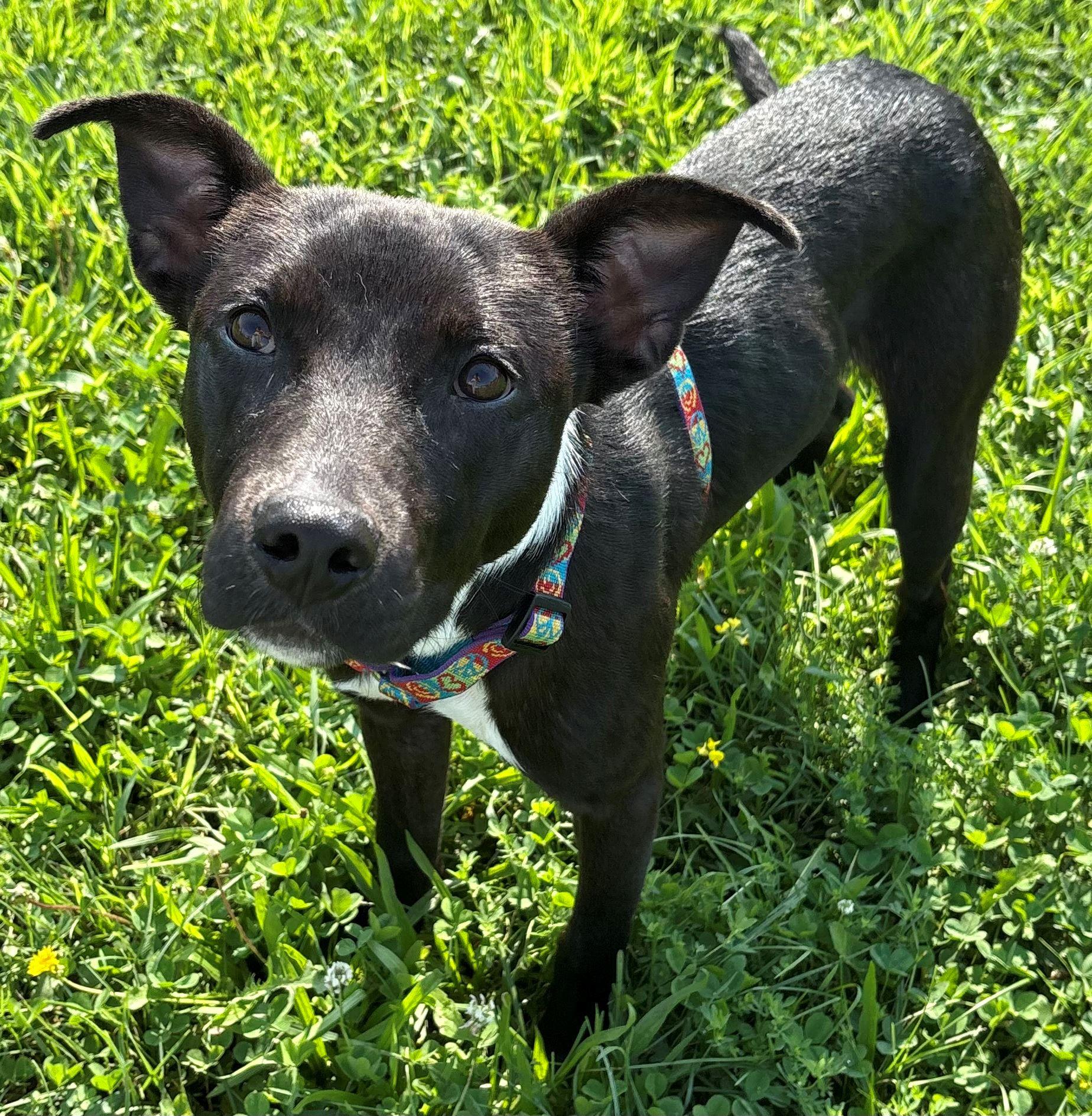Enlarge Aurora, a Adoptable mixed breed in Iowa City, IA image 2/3