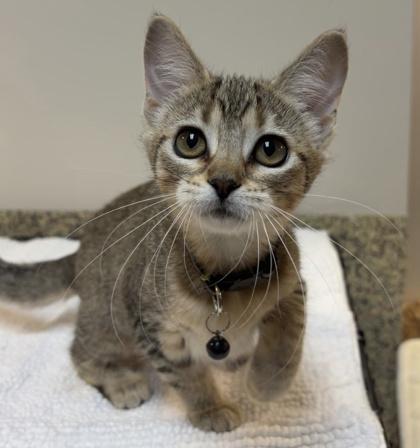 Enlarge Bunny, a Adoptable mixed breed in Merriam, KS image 1/2
