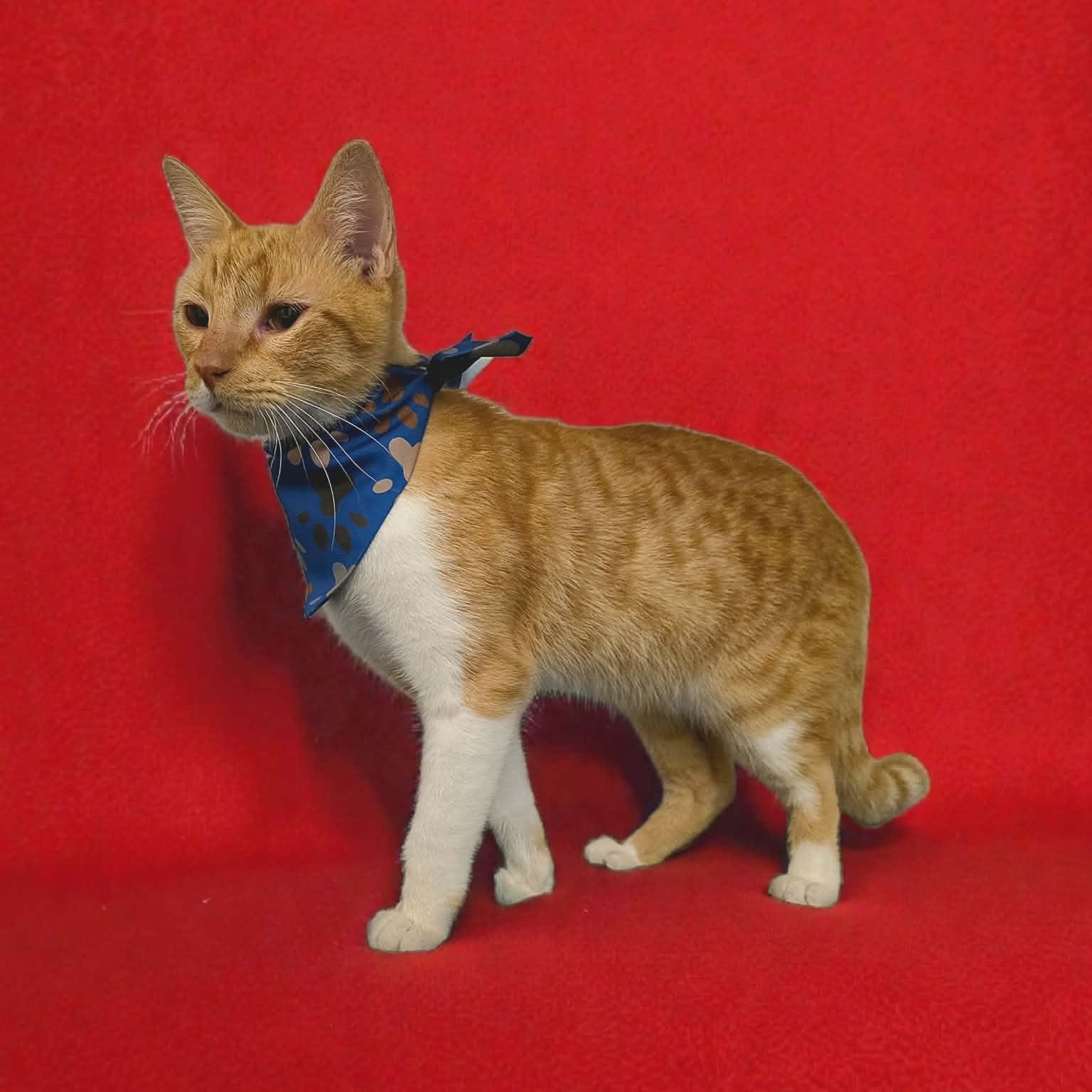 Enlarge Leon, an adopted Domestic Short Hair in Warren, NJ image 4/4