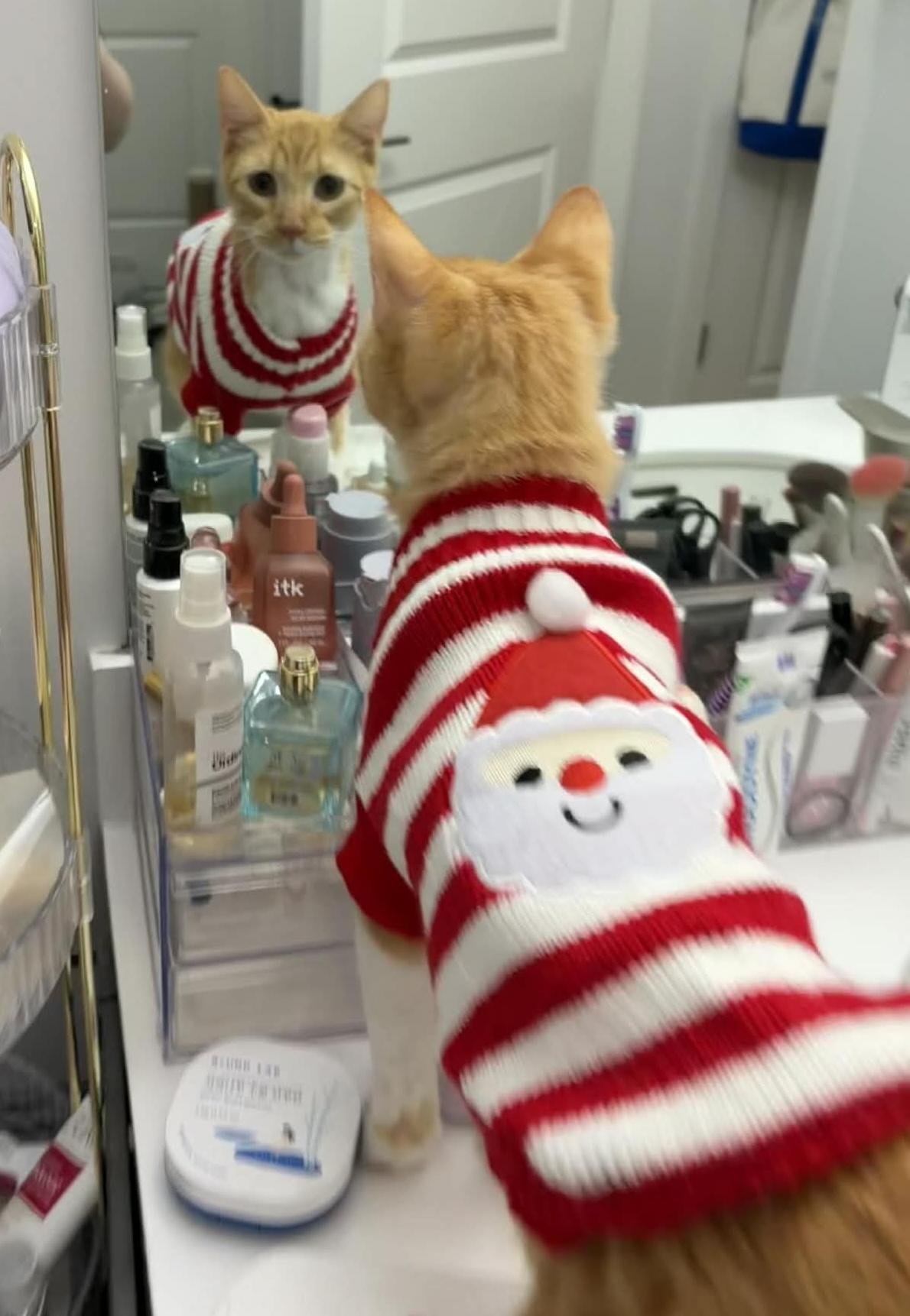 Enlarge Leon, an adopted Domestic Short Hair in Warren, NJ image 2/4