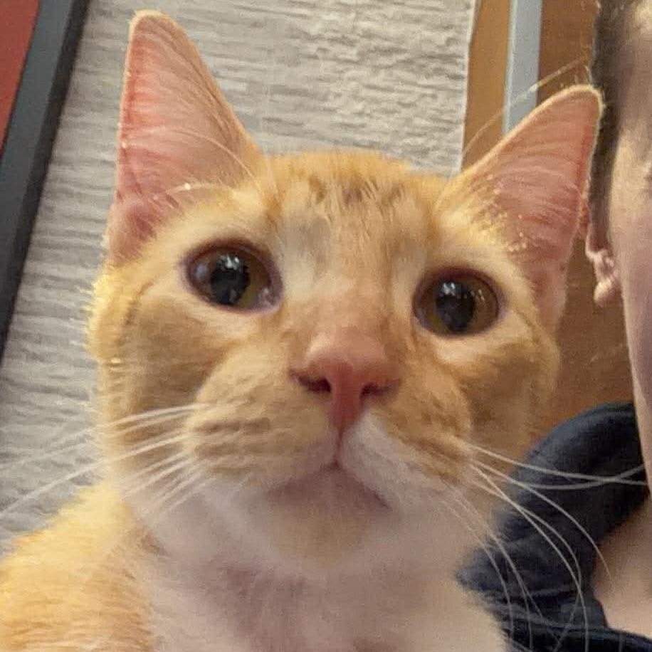 Enlarge Leon, an adopted Domestic Short Hair in Warren, NJ image 1/4