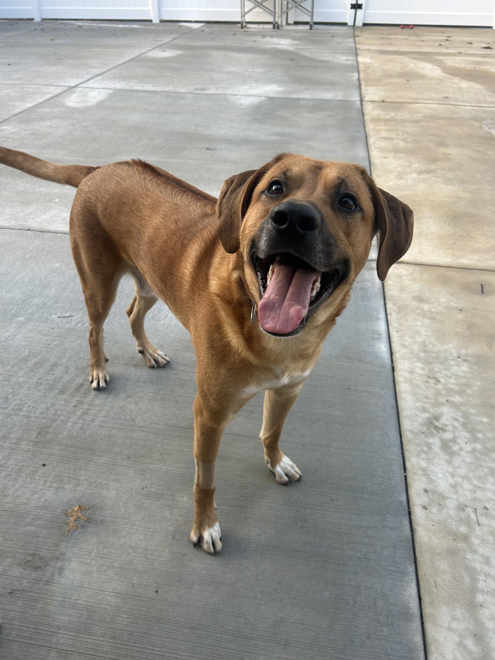 Rusty Dog, Adoptable, Young Male Rhodesian Ridgeback & Great Pyrenees.