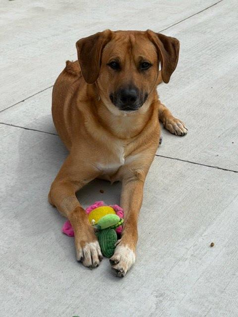 Enlarge Rusty Dog, a Adoptable mixed breed in Lancaster, PA image 3/3