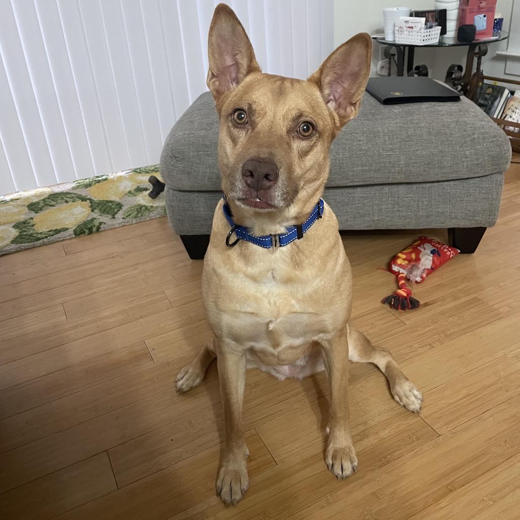 Enlarge Gia, a Adoptable Mixed Breed in Fredericksburg, VA image 1/5