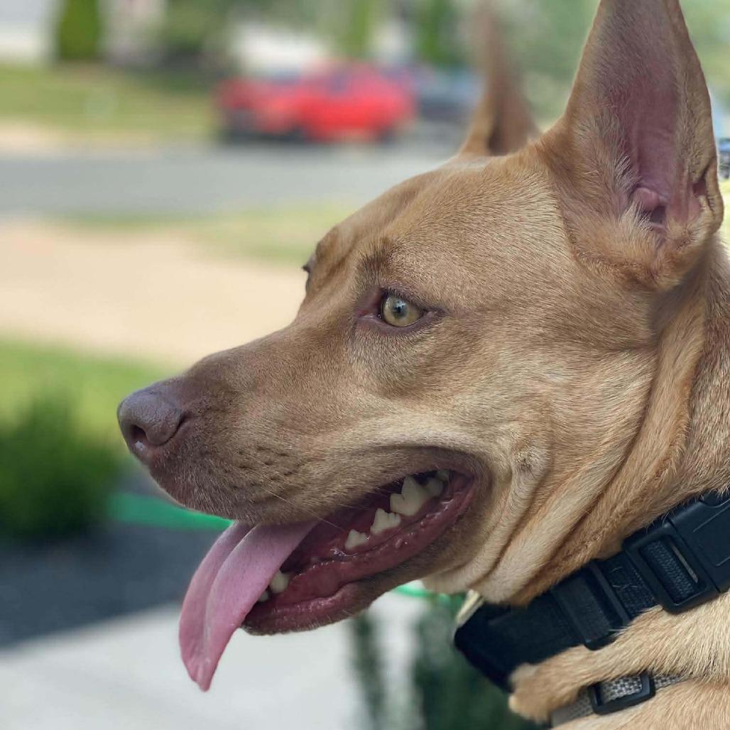 Enlarge Gia, a Adoptable Mixed Breed in Fredericksburg, VA image 2/5