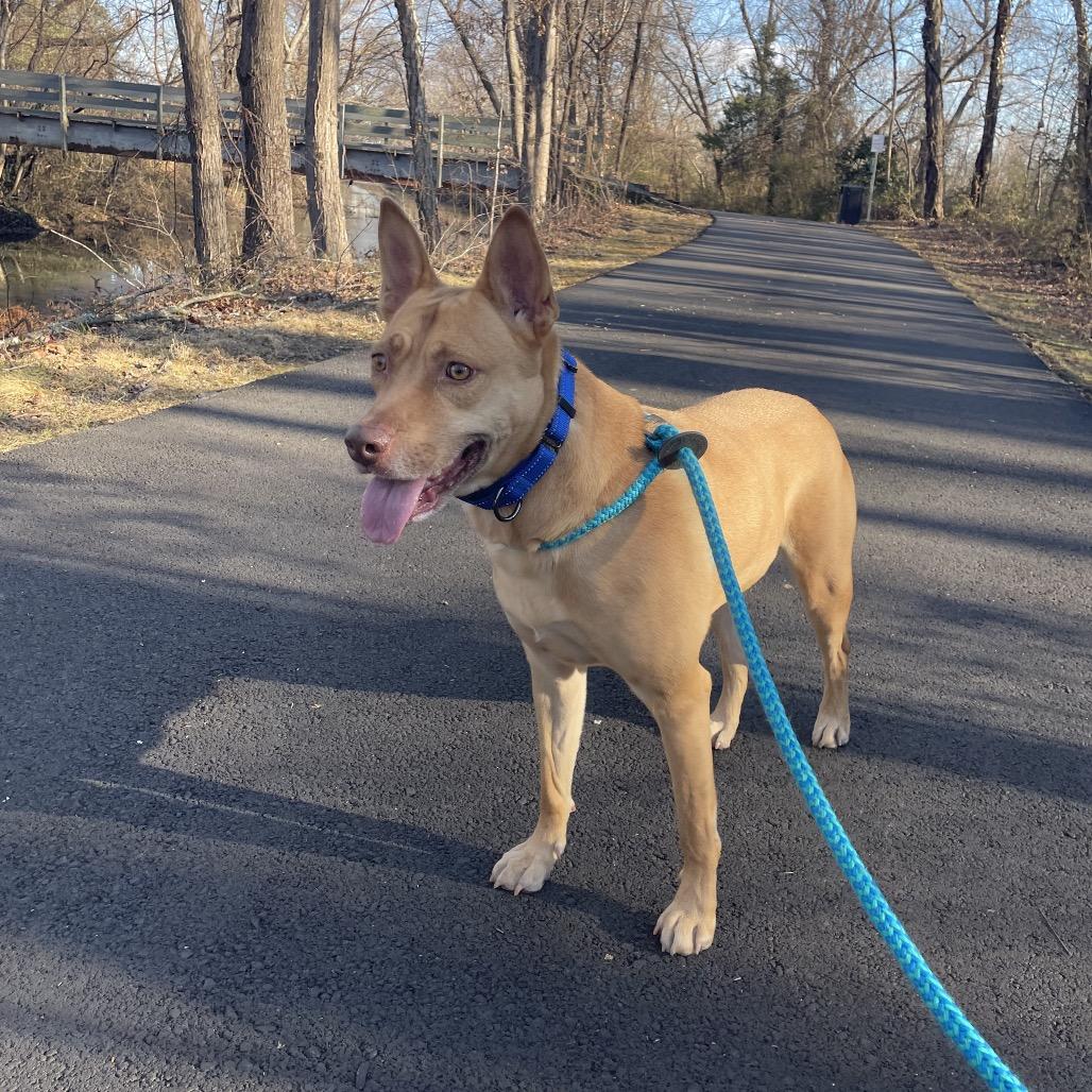 Enlarge Gia, a Adoptable Mixed Breed in Fredericksburg, VA image 3/5
