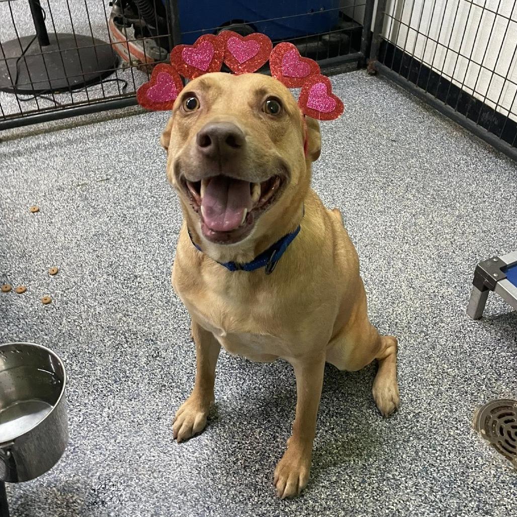 Enlarge Gia, a Adoptable Mixed Breed in Fredericksburg, VA image 4/5