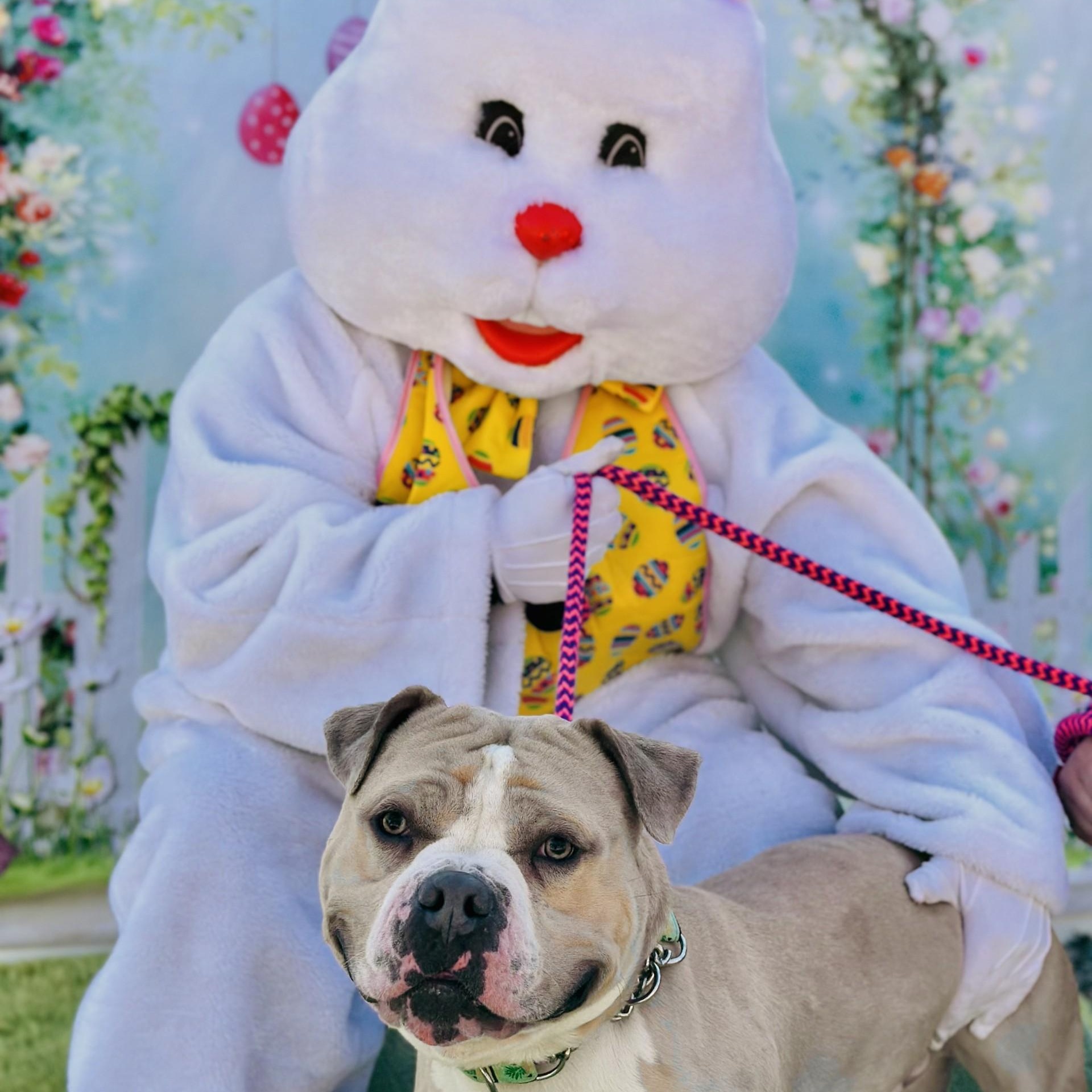 Haze , ADOPTABLE, Adult Male Pit Bull Terrier.