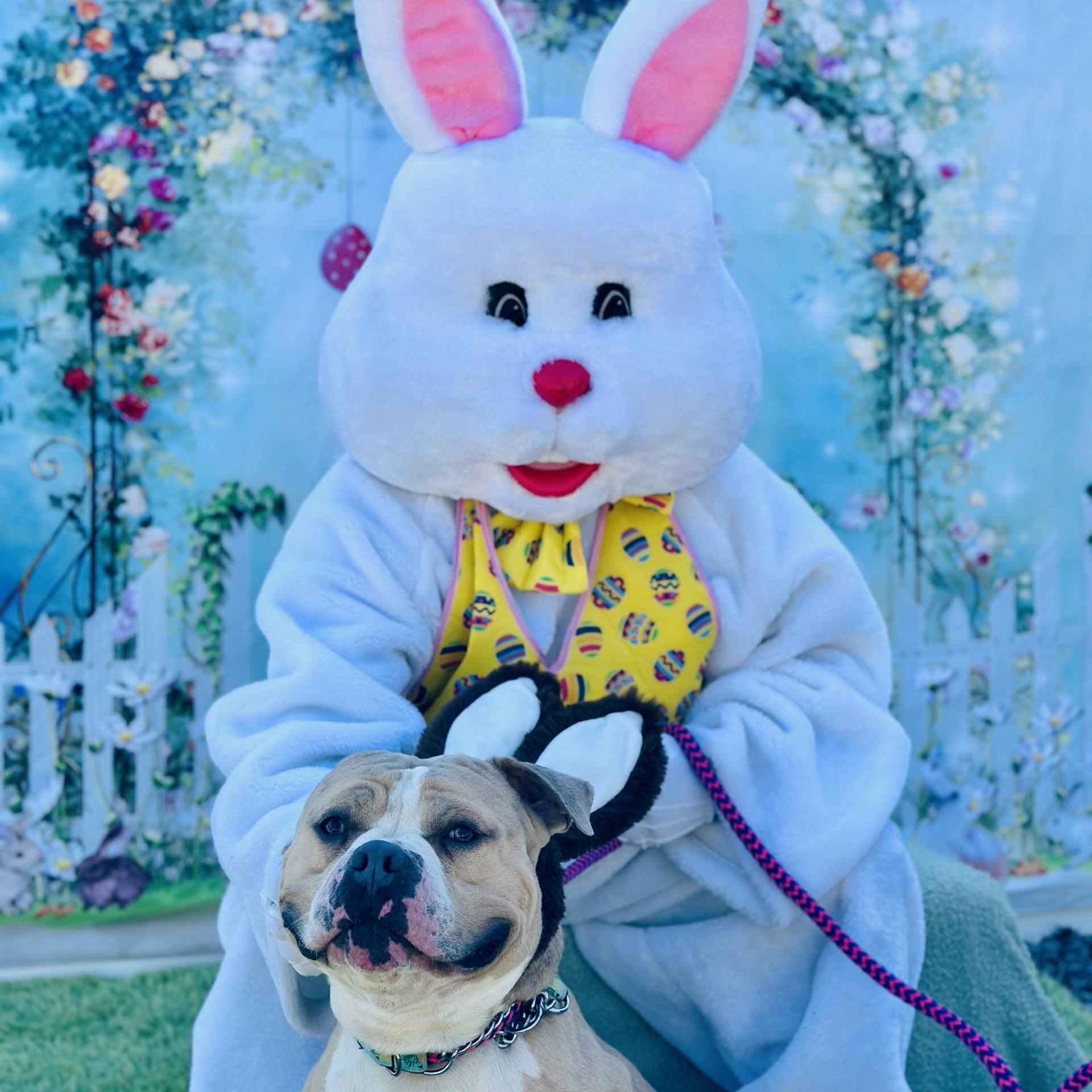 Enlarge Haze , a ADOPTABLE Pit Bull Terrier in Jackson, NJ image 4/4