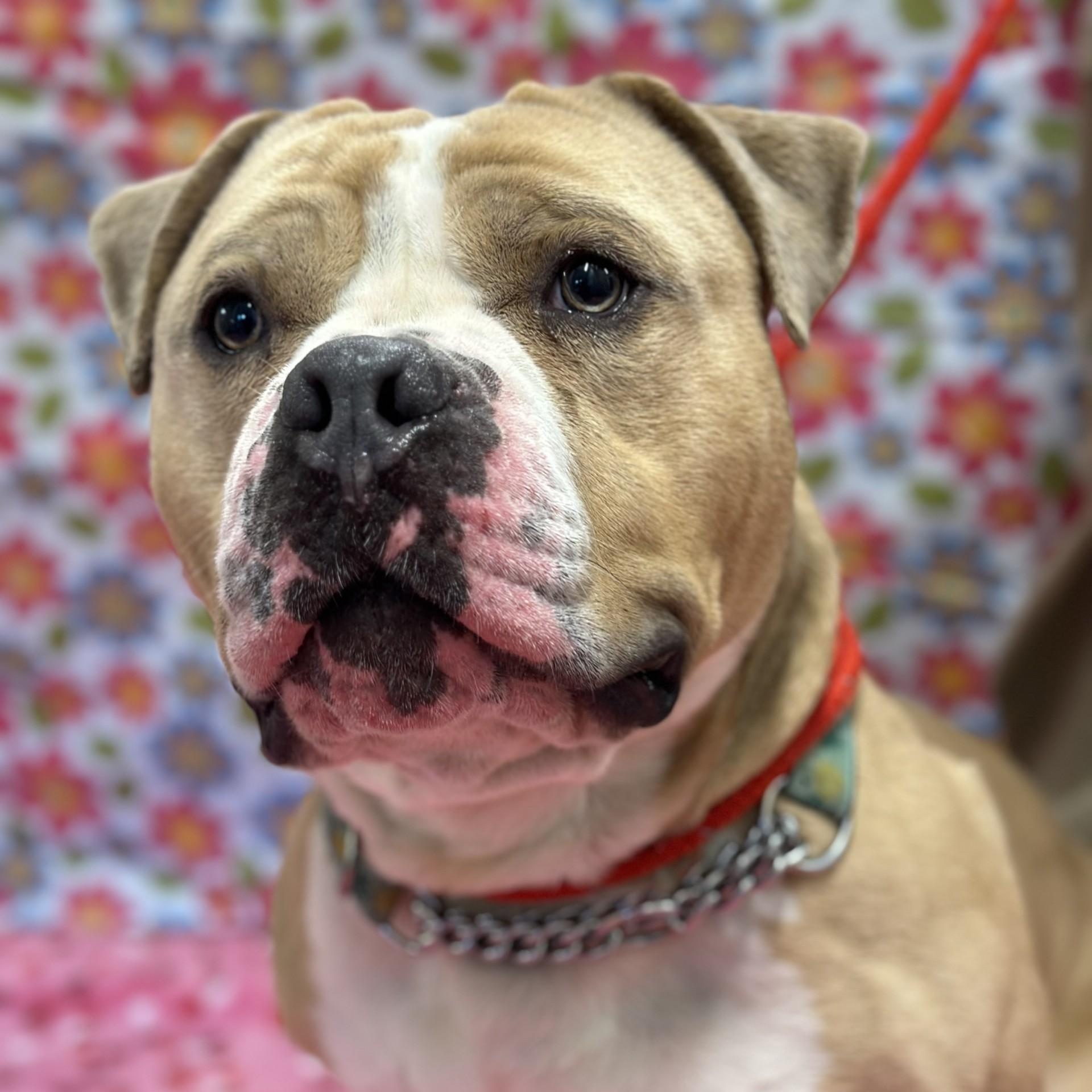 Haze , a ADOPTABLE Pit Bull Terrier in Jackson, NJ image 3/6