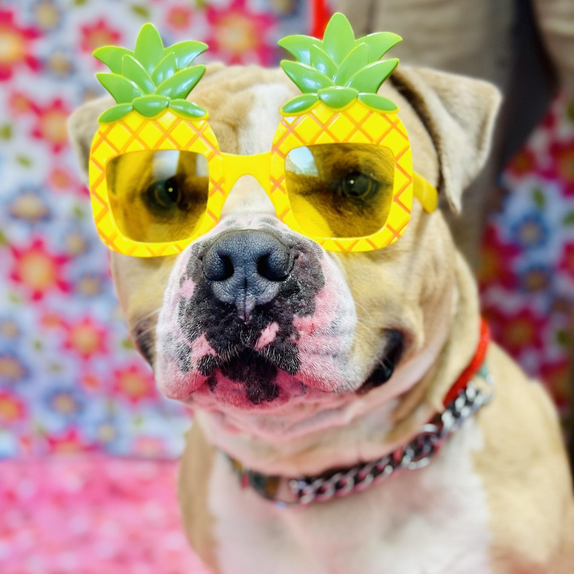 Haze , a ADOPTABLE Pit Bull Terrier in Jackson, NJ image 2/6