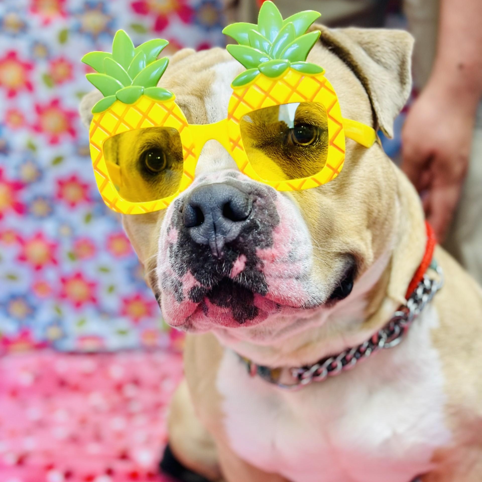 Haze , ADOPTABLE, Adult Male Pit Bull Terrier.