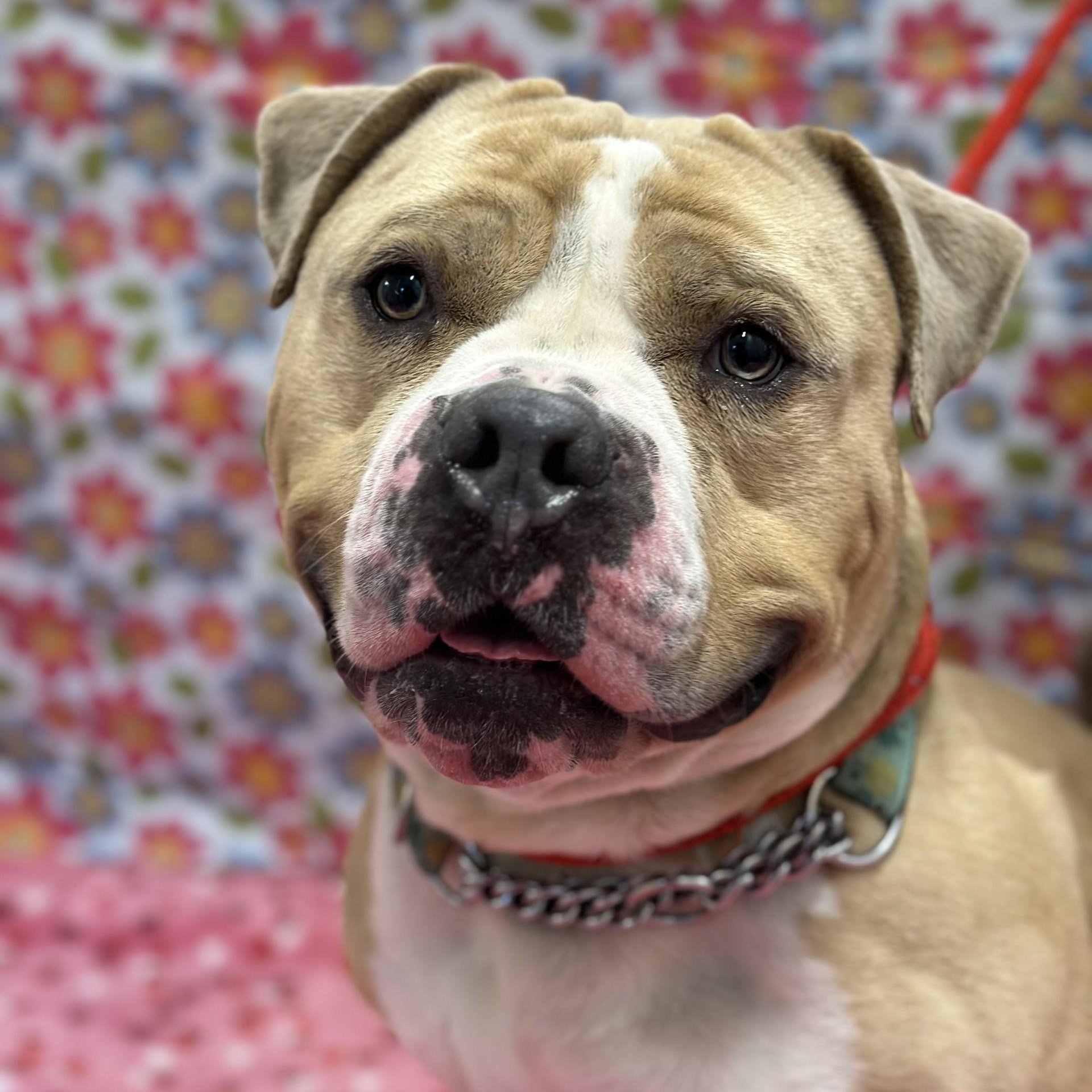 Haze , a ADOPTABLE Pit Bull Terrier in Jackson, NJ image 4/6