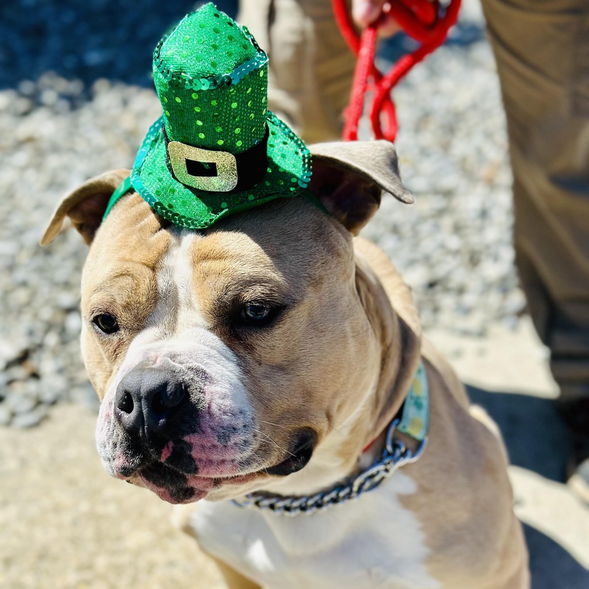Enlarge Haze , a ADOPTABLE Pit Bull Terrier in Jackson, NJ image 2/2