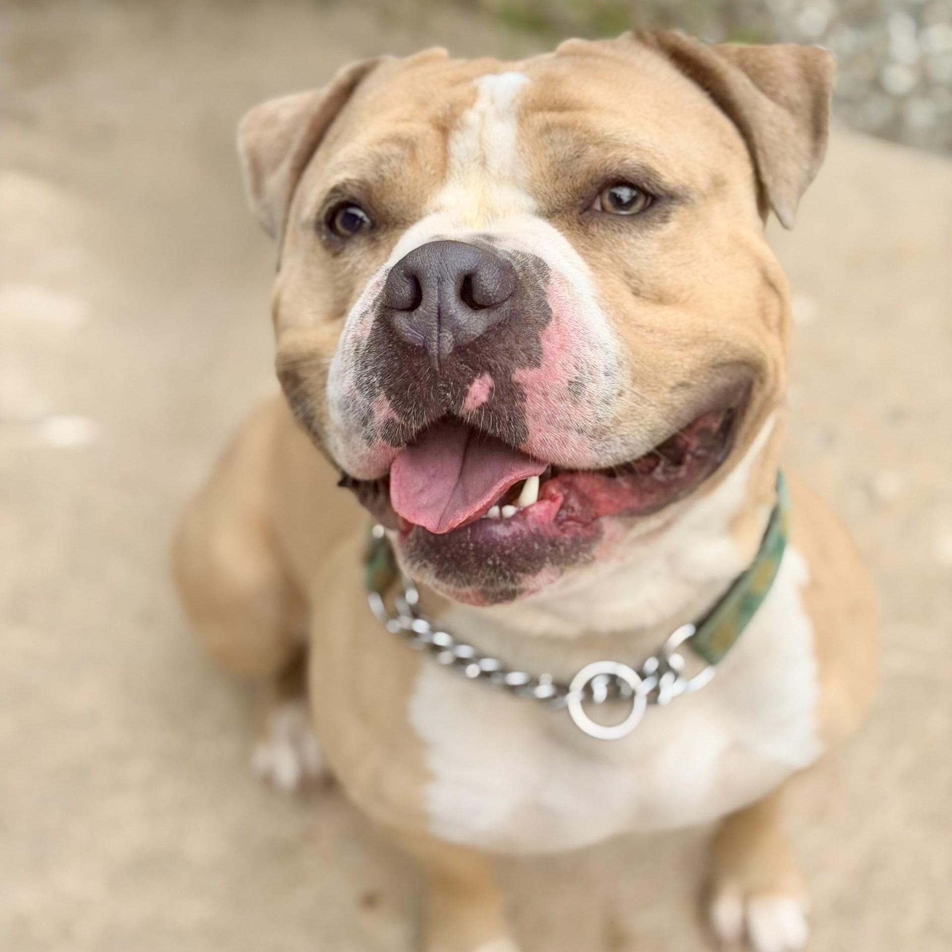 Haze , ADOPTABLE, Adult Male Pit Bull Terrier.