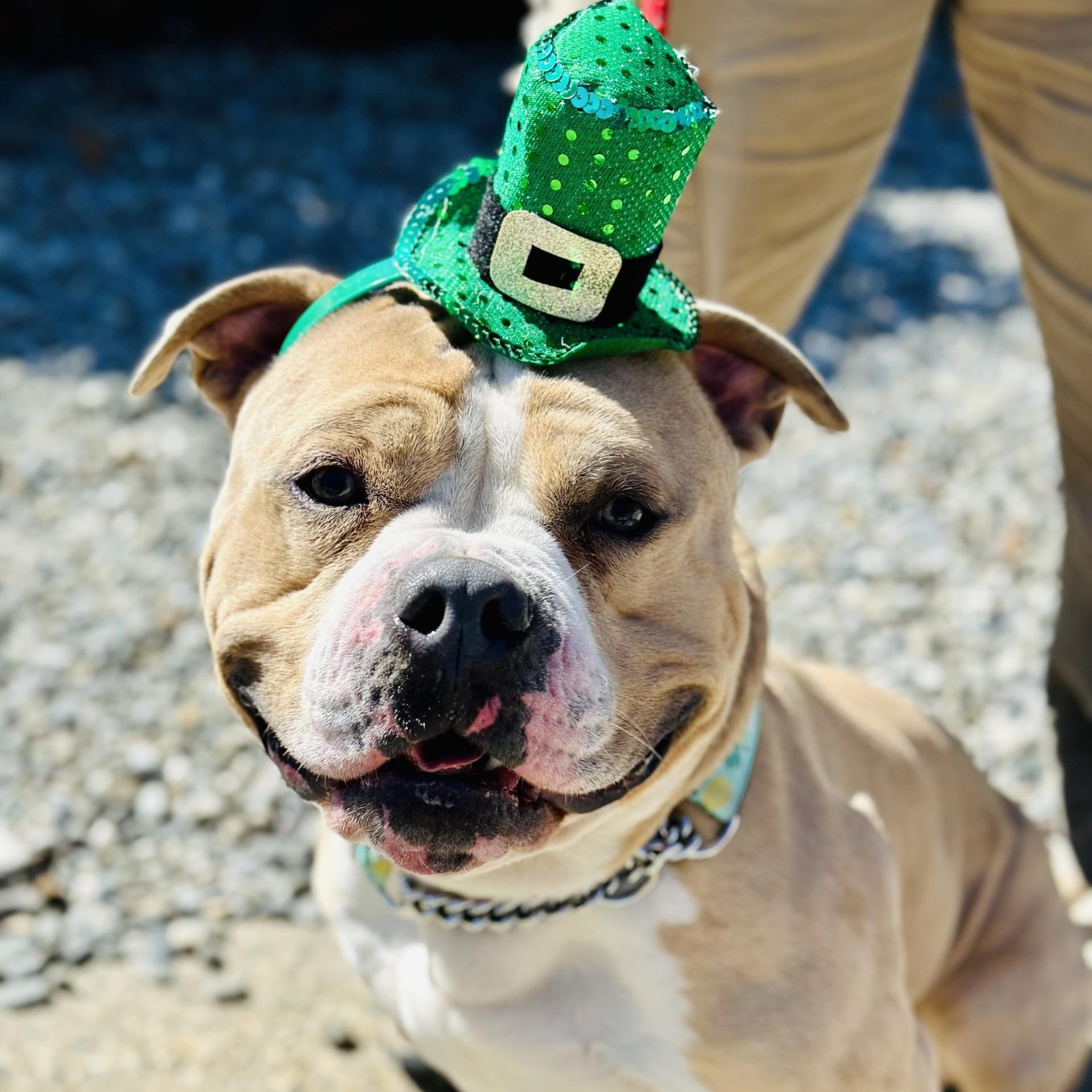 Haze , ADOPTABLE, Adult Male Pit Bull Terrier.