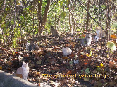 Barn Cats, Adult Female unknown