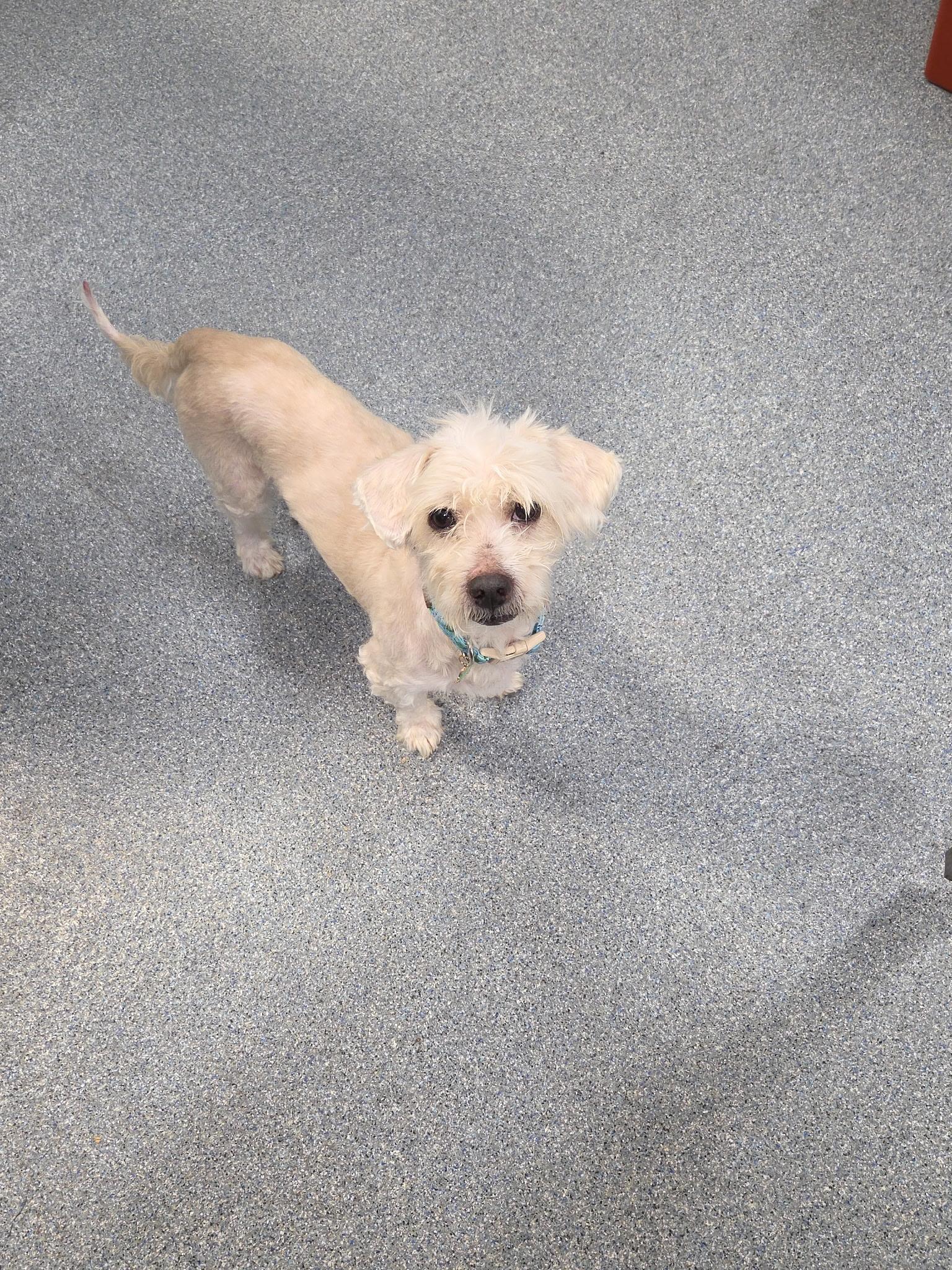 Jaspar , an adopted mixed breed in Freeport, NY image 3/3