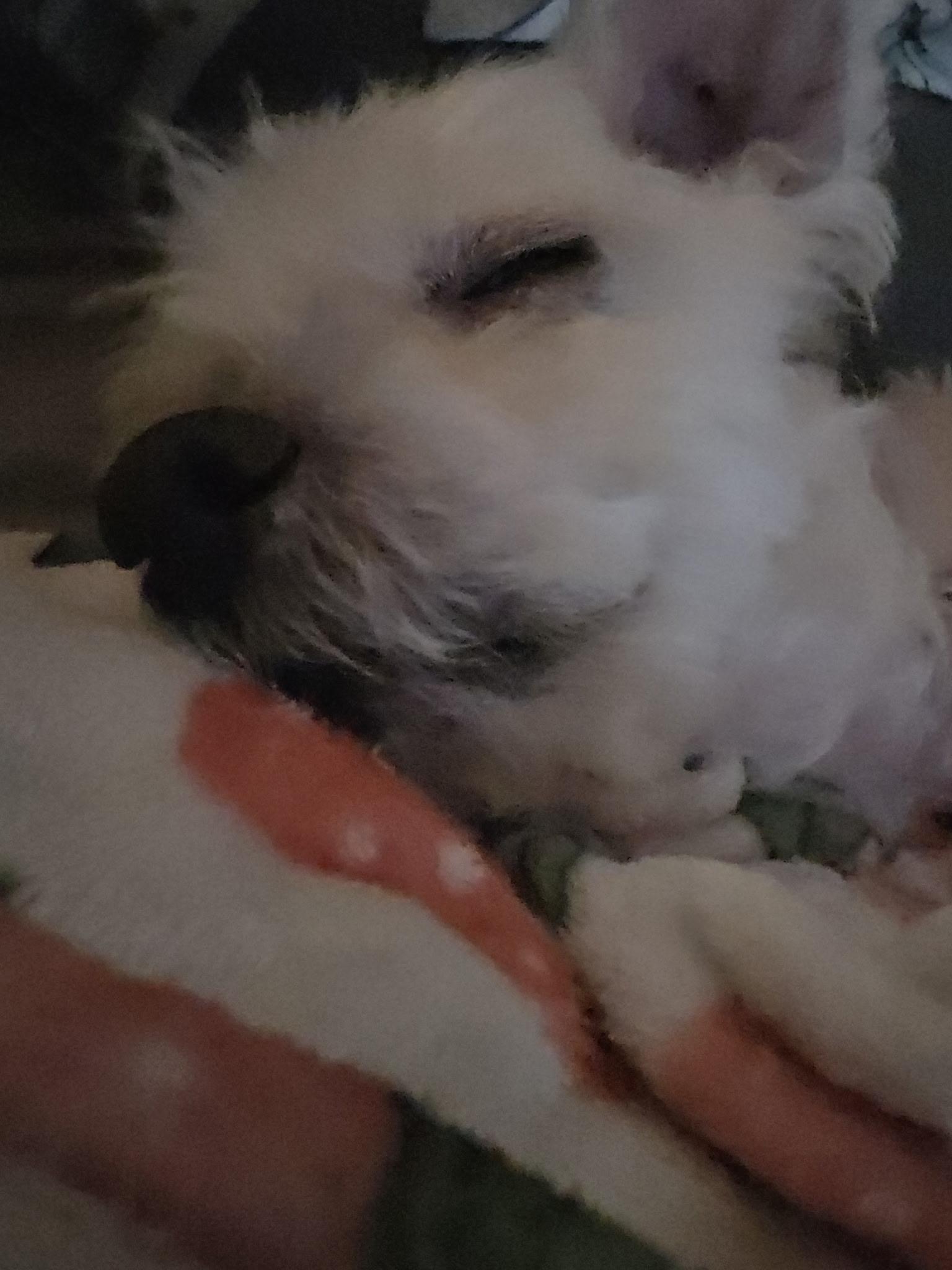 Jaspar , an adopted mixed breed in Freeport, NY image 1/3