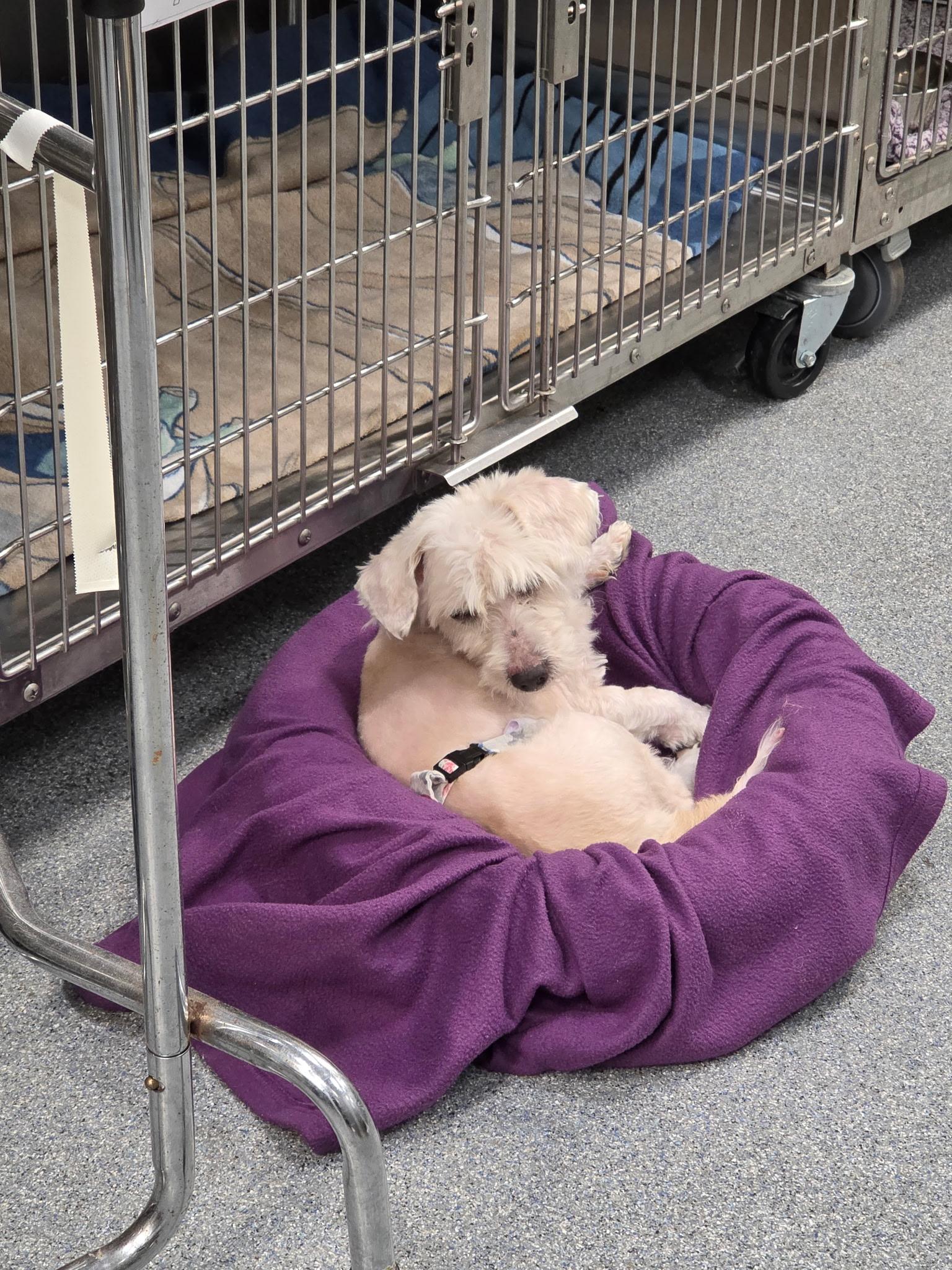 Jaspar , an adopted mixed breed in Freeport, NY image 2/3