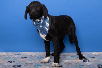 Enlarge Mario, a Adoptable mixed breed in Greenville, SC image 1/1