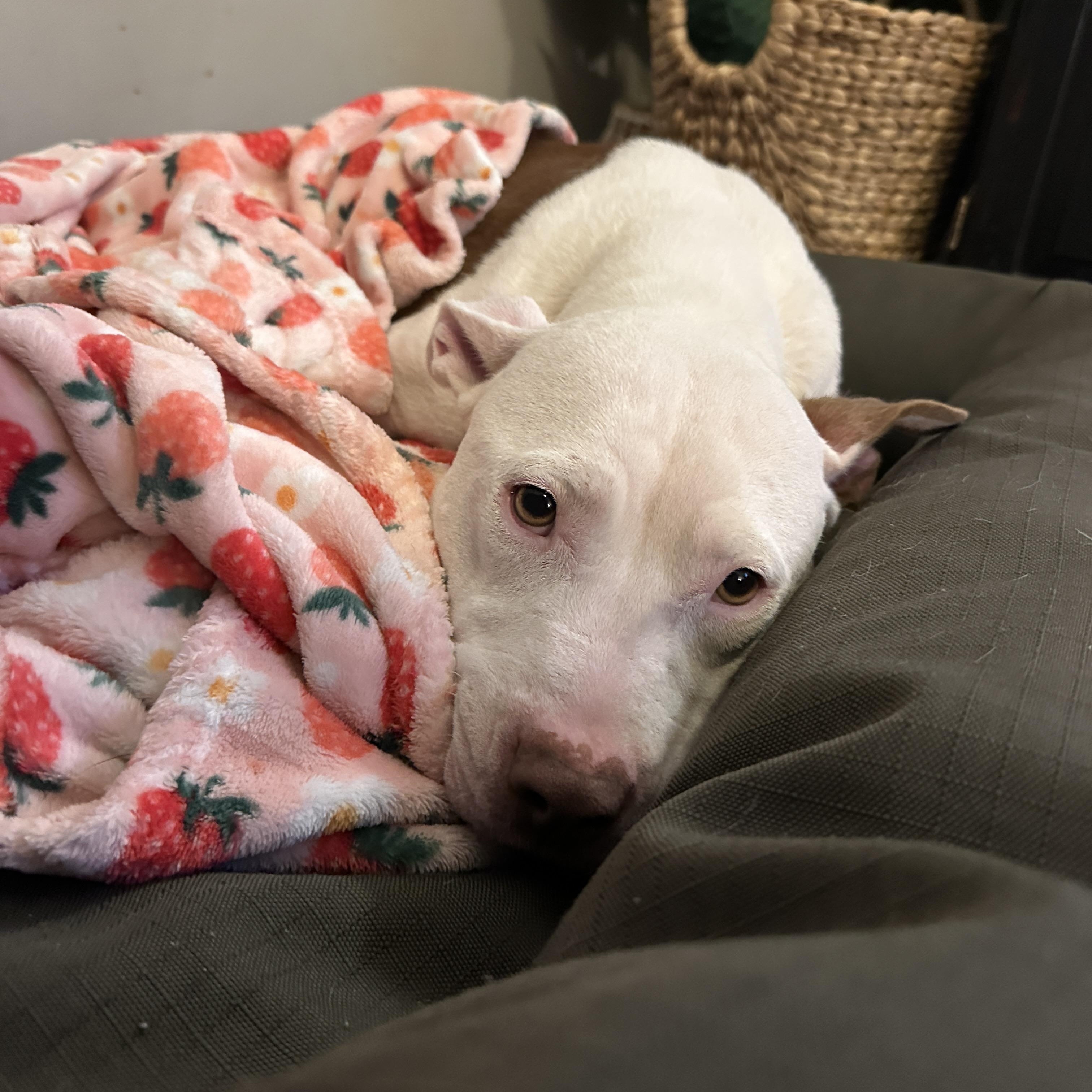 Indie, a ADOPTABLE Pit Bull Terrier in MOORESVILLE, NC image 4/5