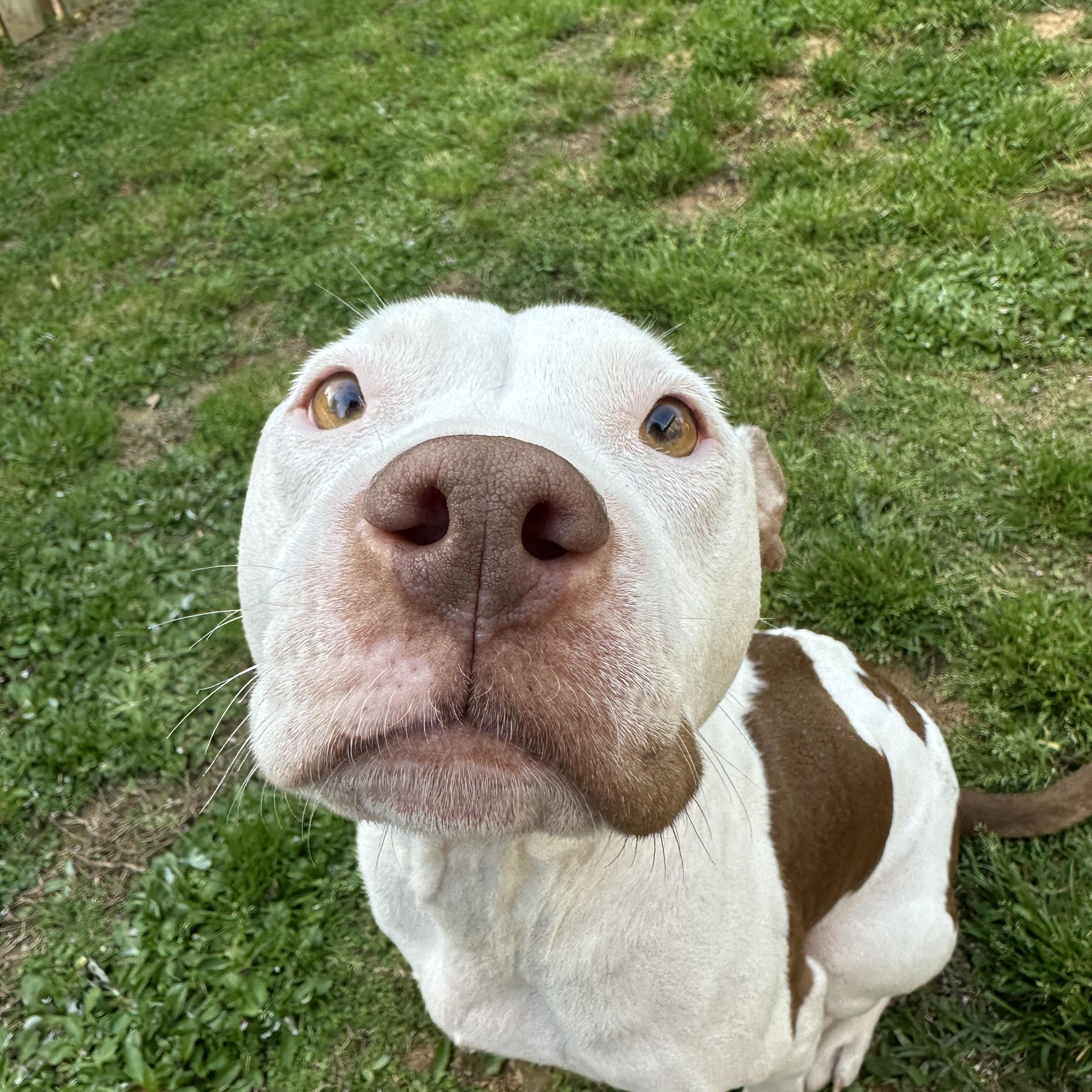 Indie, a ADOPTABLE Pit Bull Terrier in MOORESVILLE, NC image 5/5