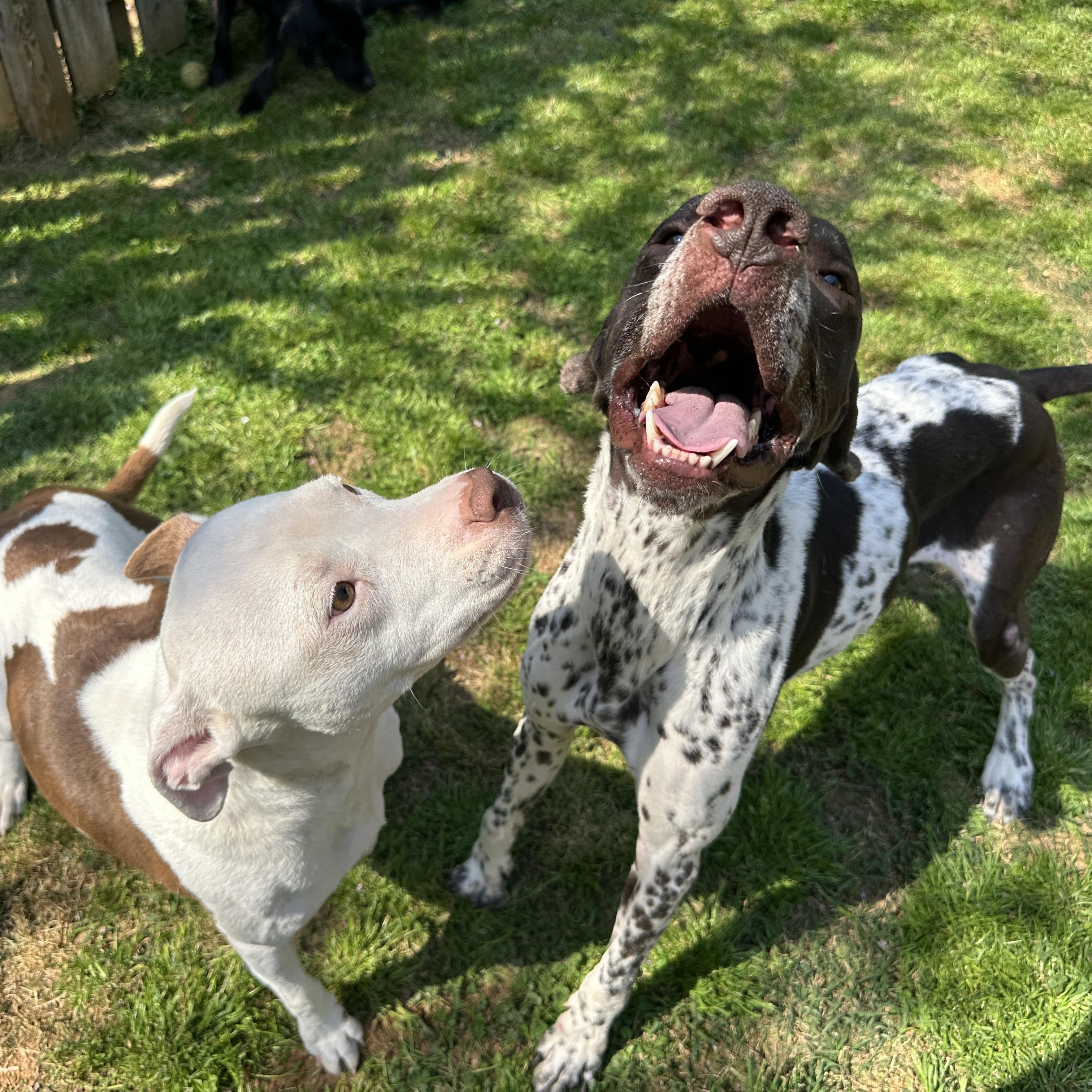Indie, a ADOPTABLE Pit Bull Terrier in MOORESVILLE, NC image 3/5