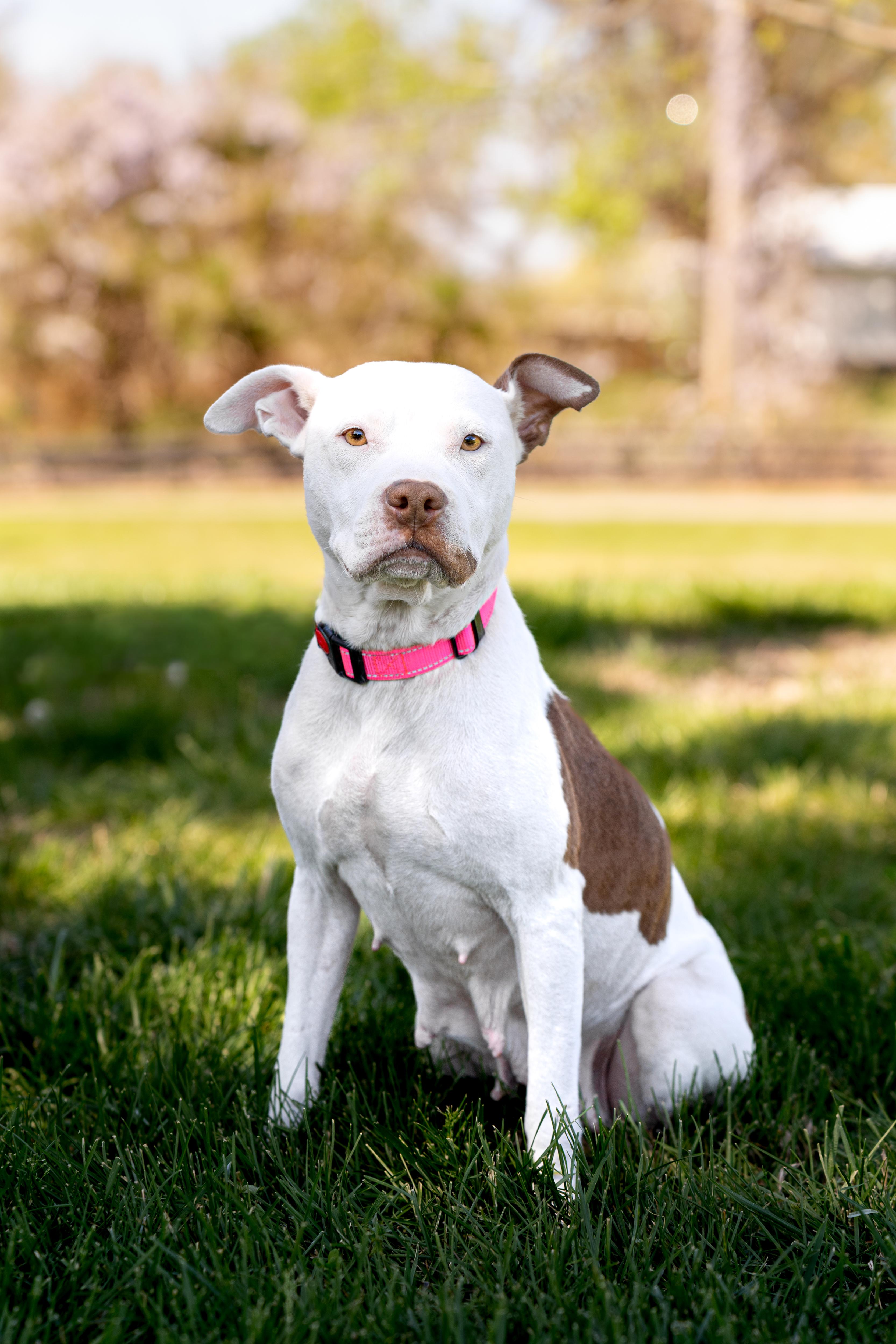 Indie, ADOPTABLE, Adult Female Pit Bull Terrier.