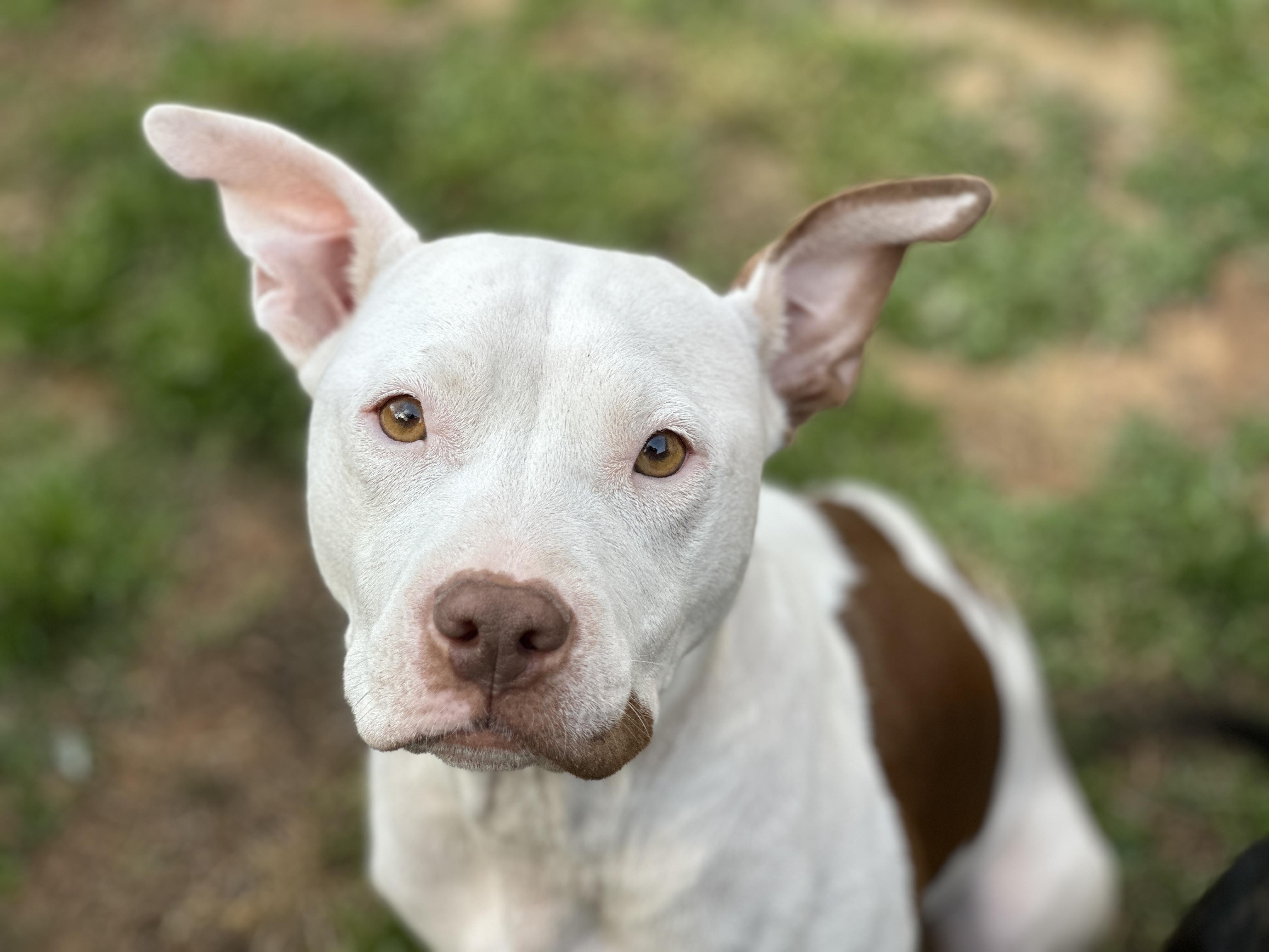 Indie, a ADOPTABLE Pit Bull Terrier in MOORESVILLE, NC image 2/5