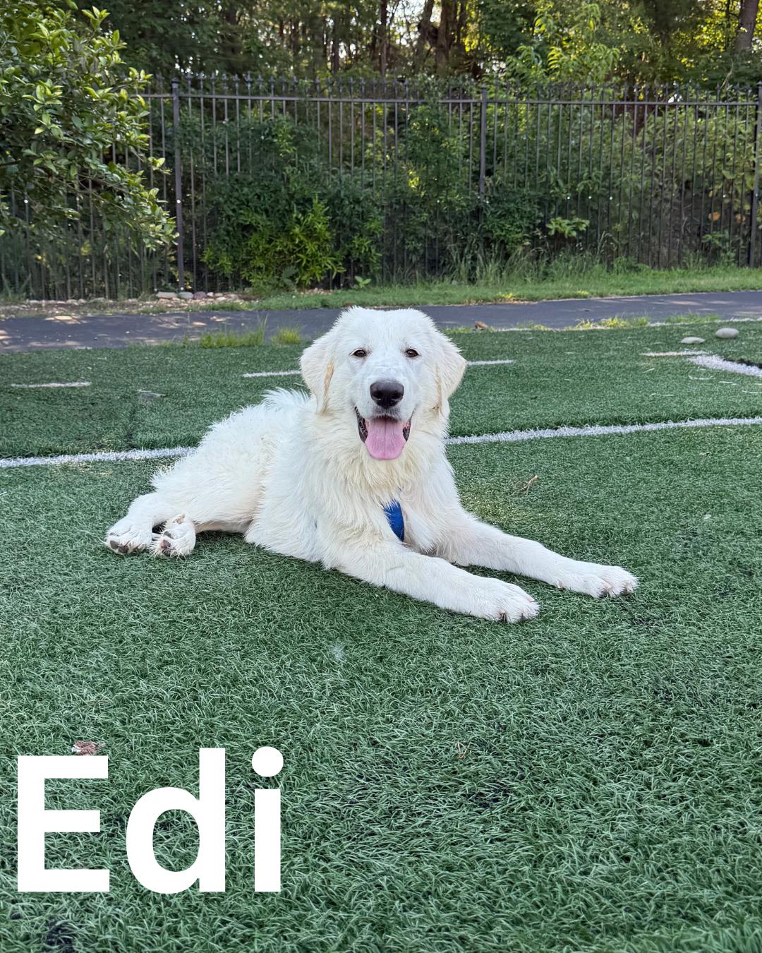 Edi, a Adoptable Great Pyrenees in Fredericksburg, VA image 1/6