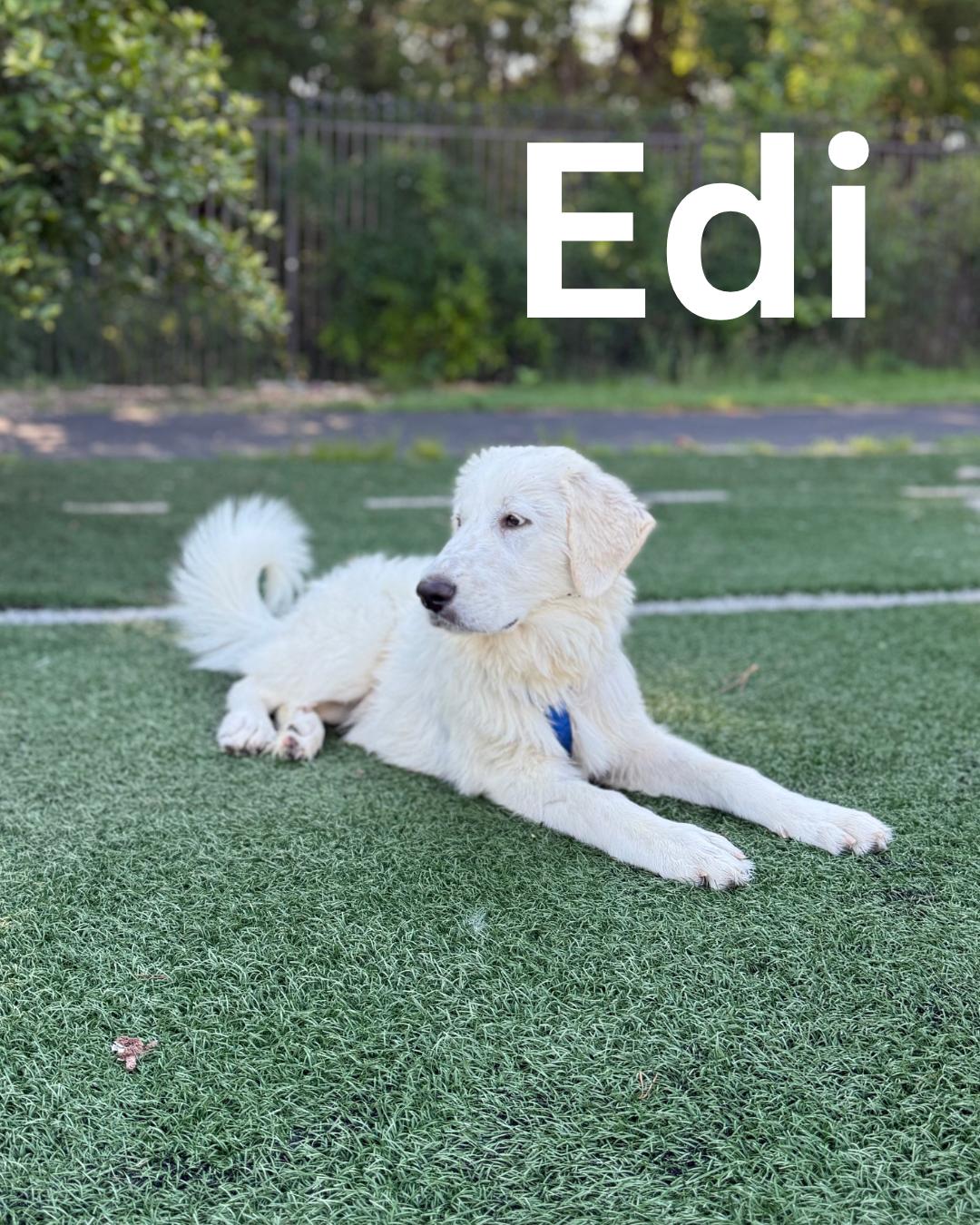 Edi, a Adoptable Great Pyrenees in Fredericksburg, VA image 2/6