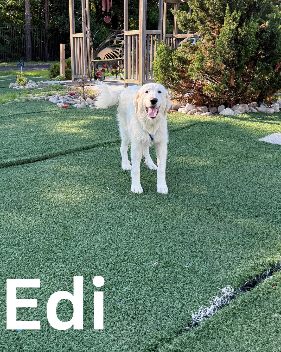 Edi, a Adoptable Great Pyrenees in Fredericksburg, VA image 3/6