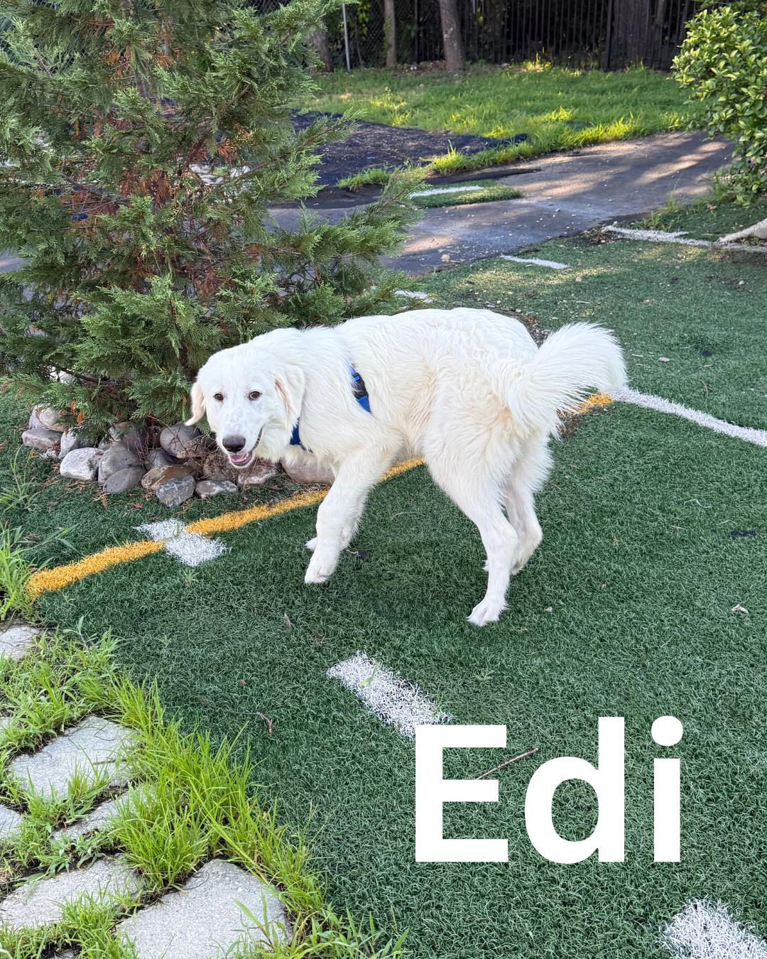 Edi, a Adoptable Great Pyrenees in Fredericksburg, VA image 4/6