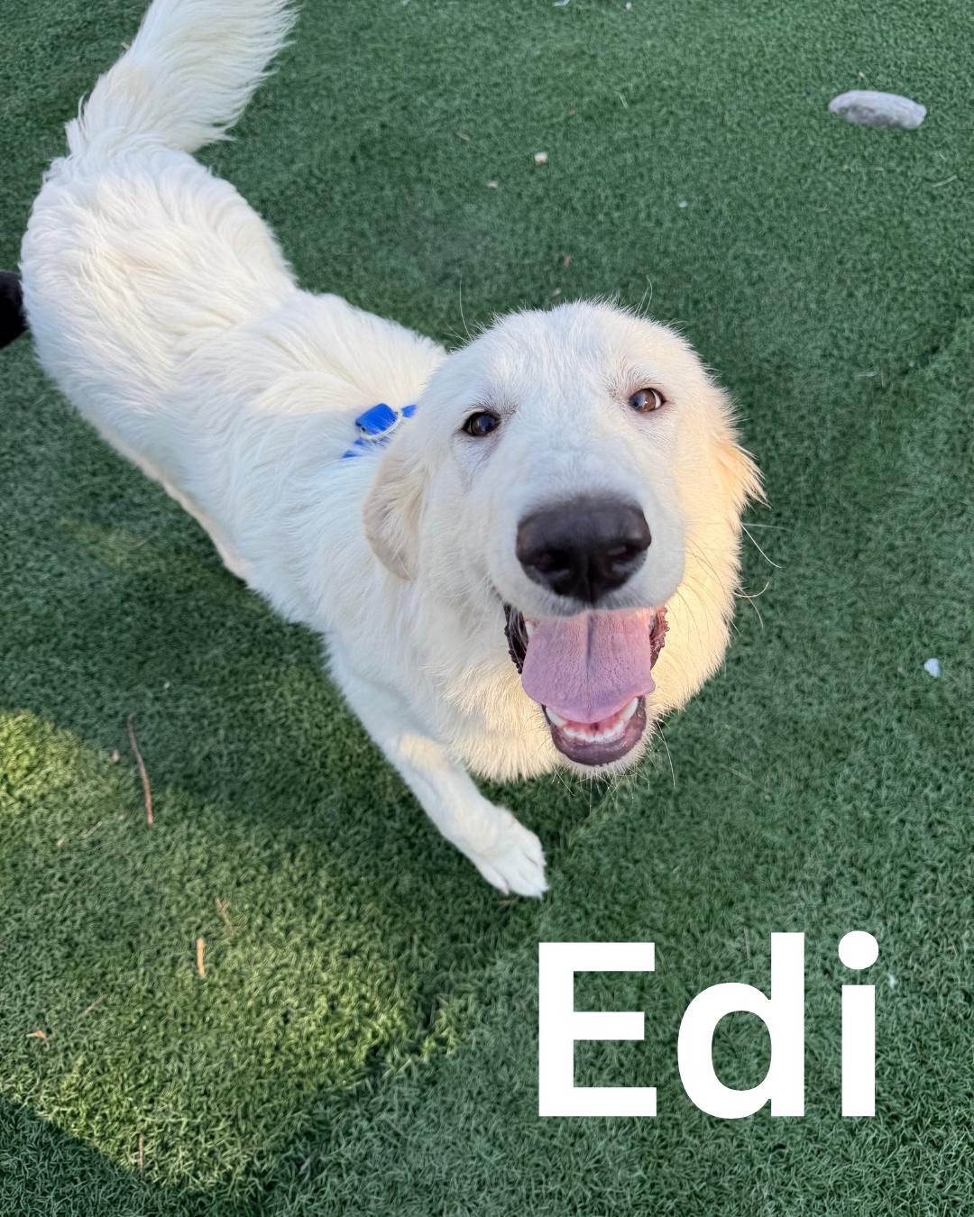 Edi, a Adoptable Great Pyrenees in Fredericksburg, VA image 5/6