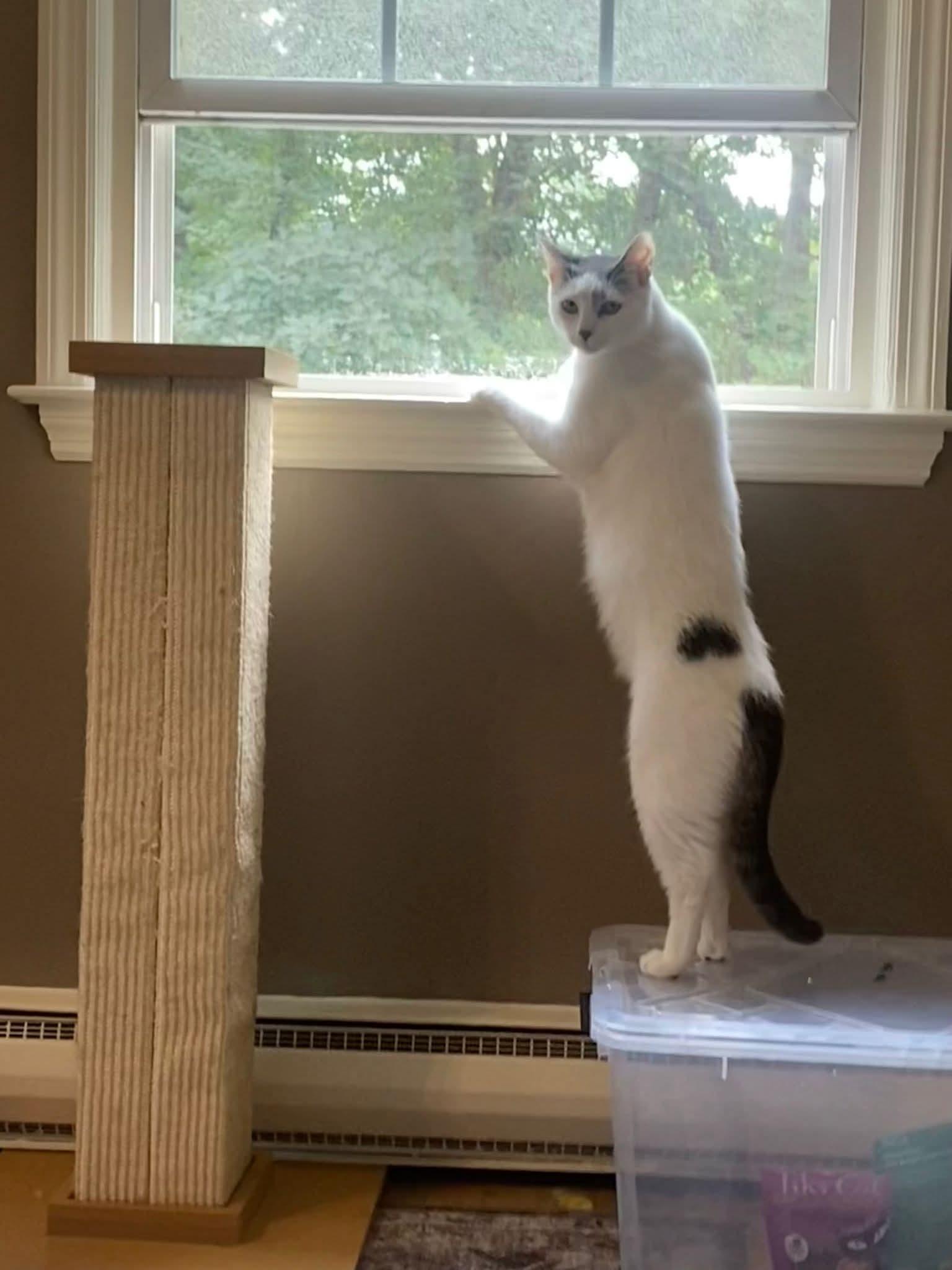 TINY, a Adoptable mixed breed in Hoboken, NJ image 4/5