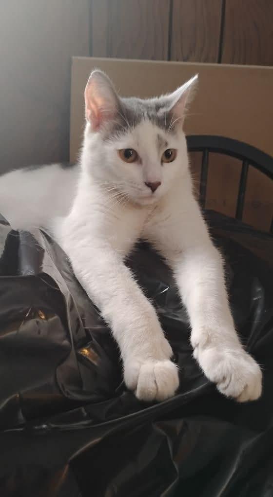 TINY, Young Male Turkish Van