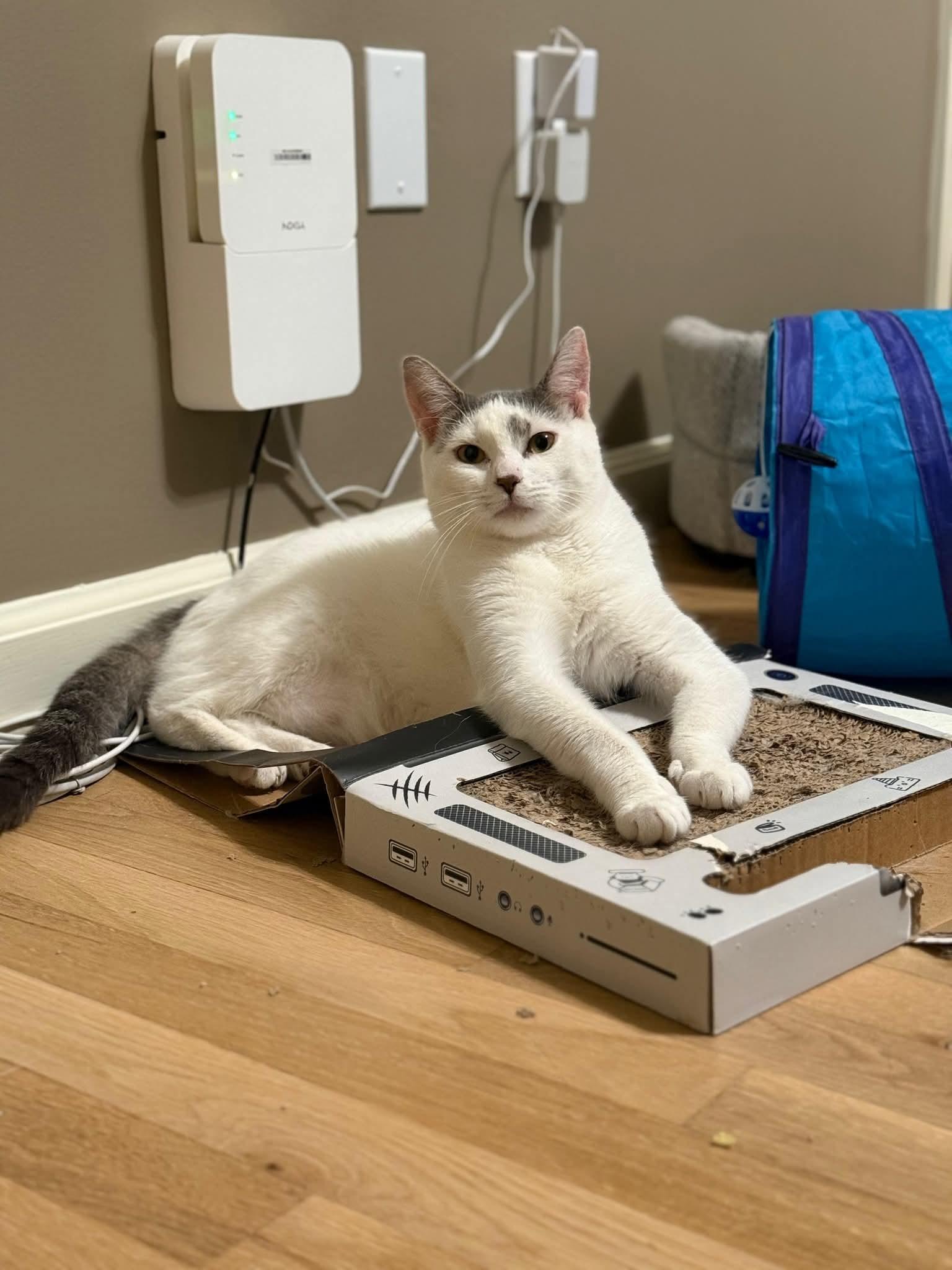 TINY, a Adoptable mixed breed in Hoboken, NJ image 5/5