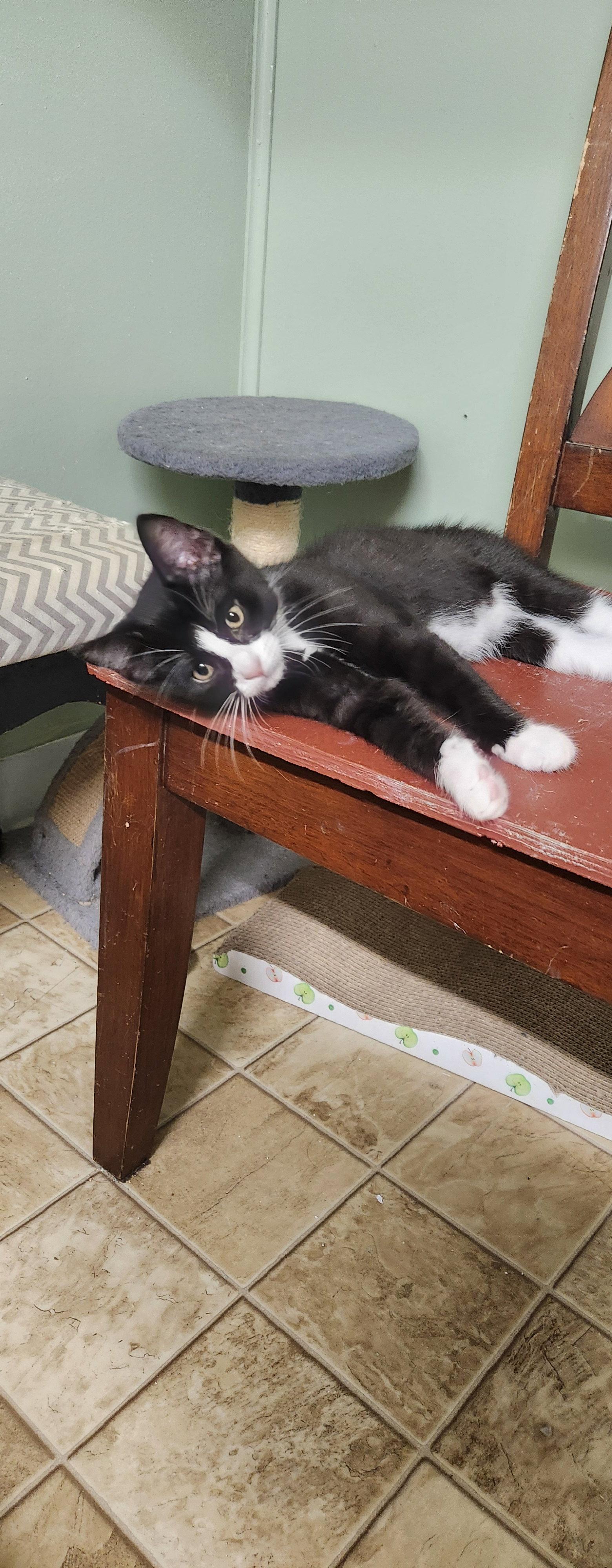 Enlarge Enchilada, a Adopted Domestic Short Hair in Stover, MO image 1/1