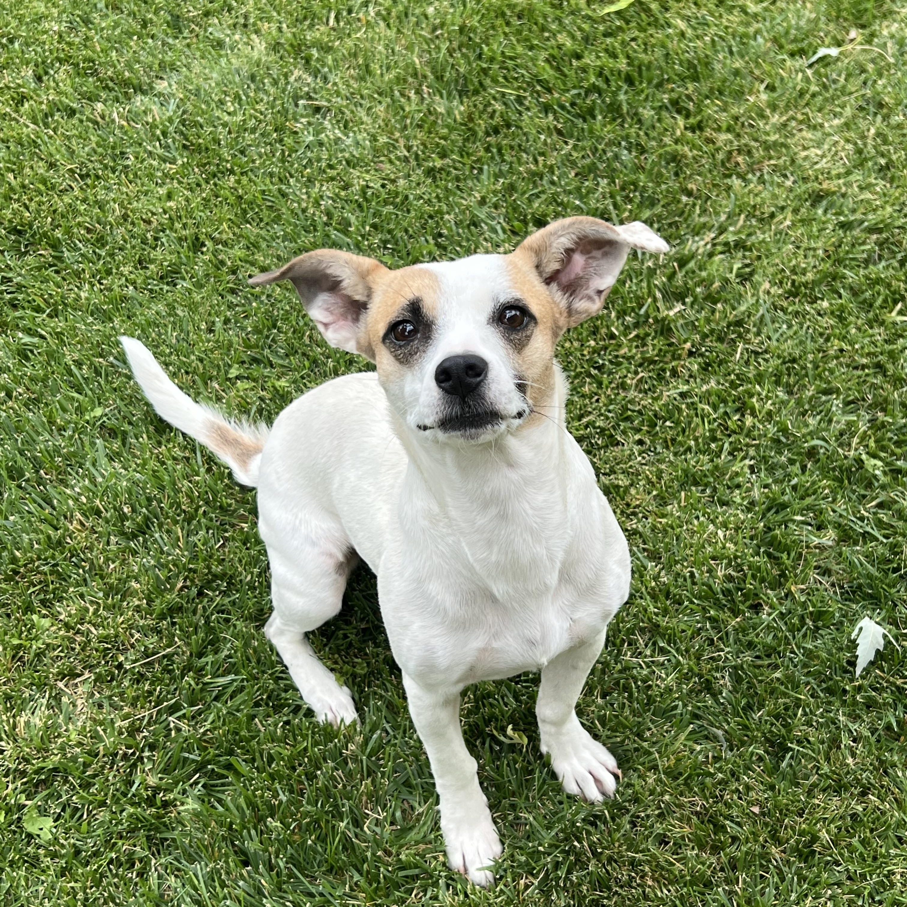 Sugar, ADOPTABLE, Adult Female Chiweenie.