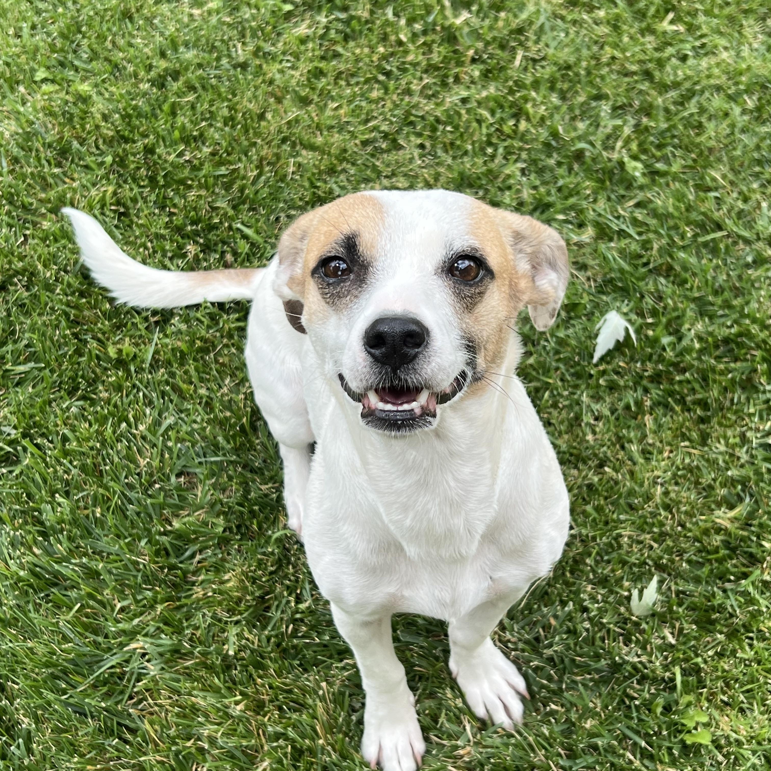Sugar, a ADOPTABLE mixed breed in Flagstaff, AZ image 3/4
