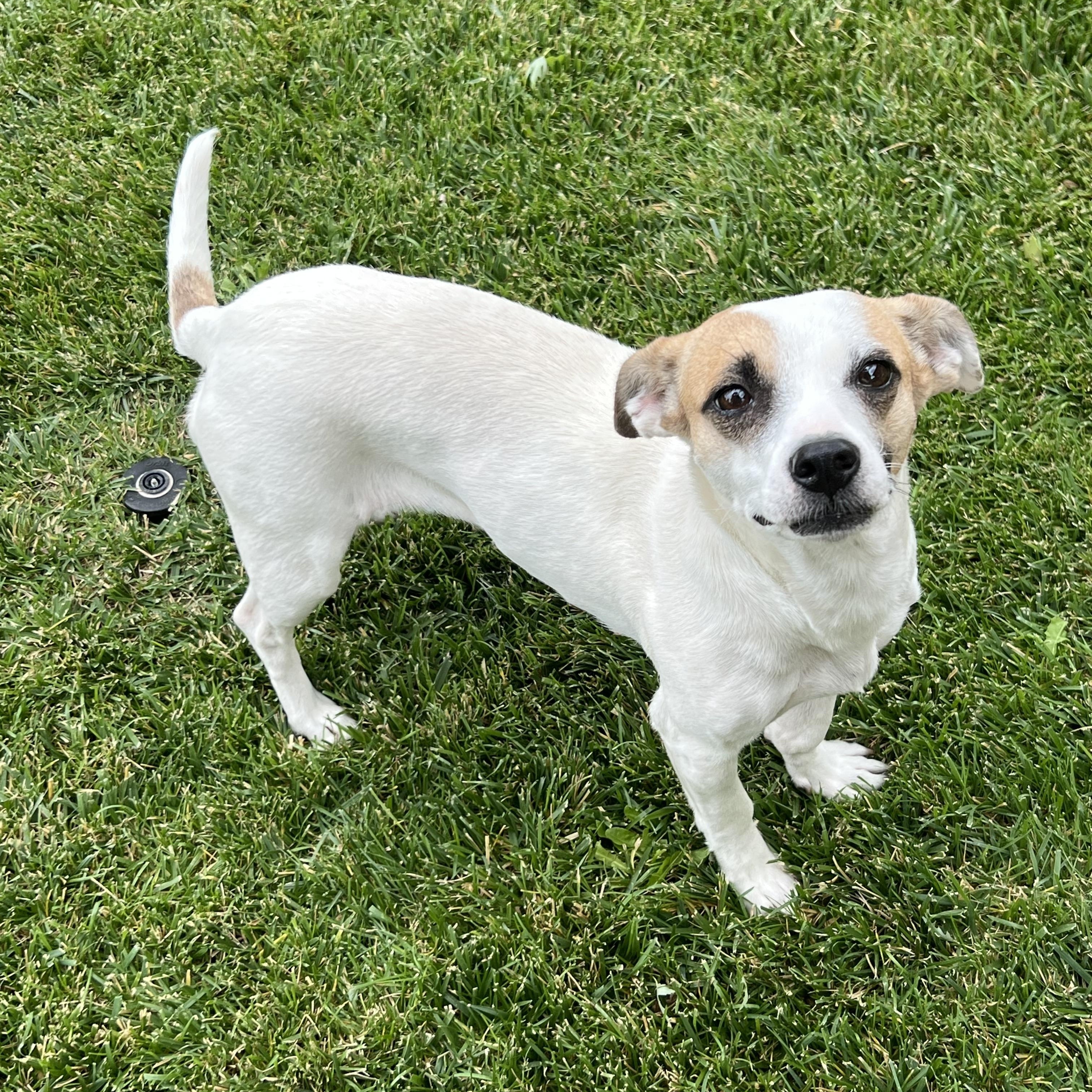 Sugar, a ADOPTABLE mixed breed in Flagstaff, AZ image 2/4
