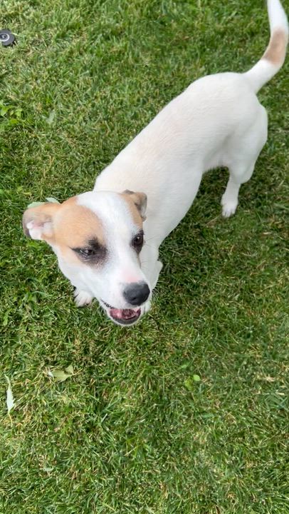 Enlarge Sugar, a ADOPTABLE mixed breed in Flagstaff, AZ video 4/4