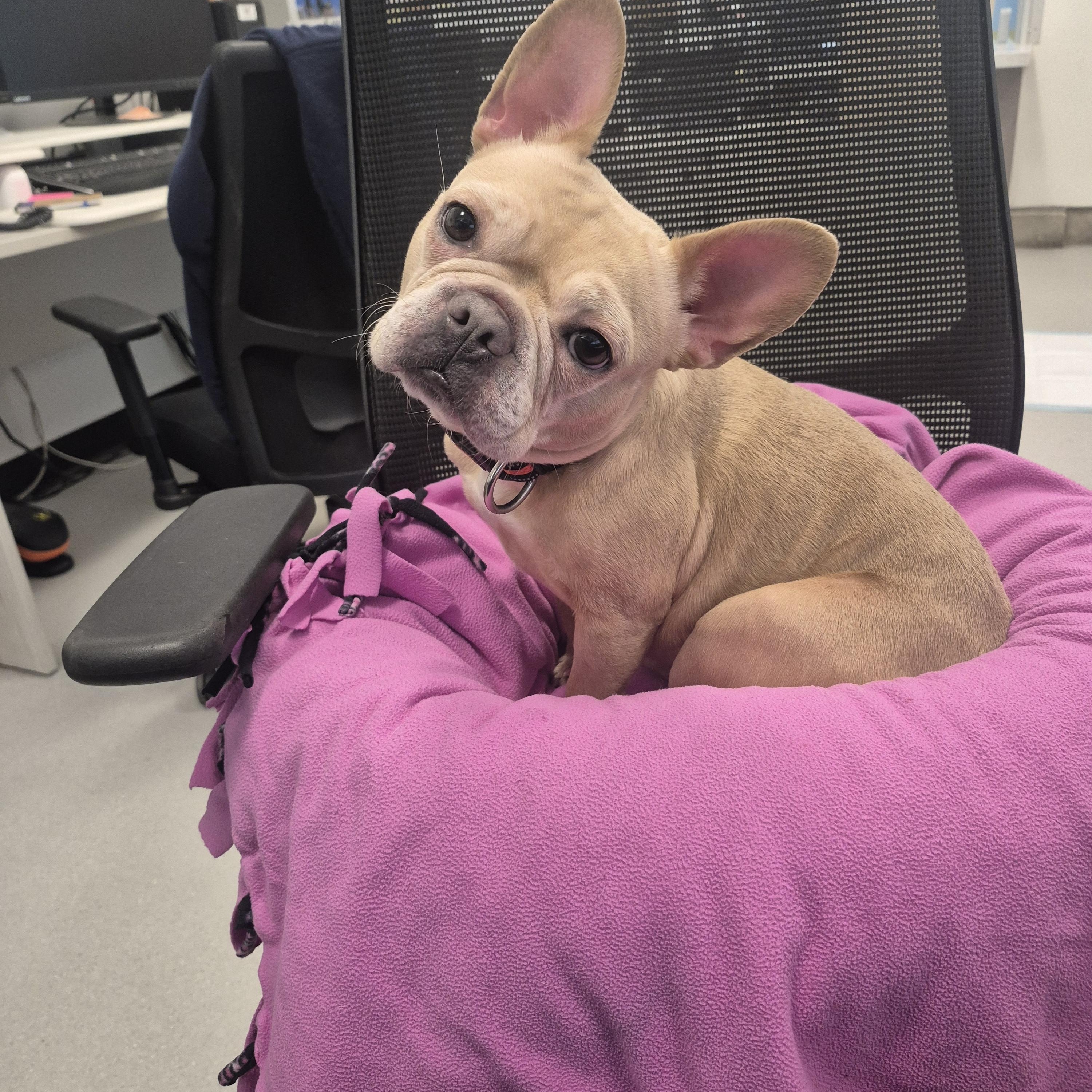 Harley , an adoptable French Bulldog in New Westminster, BC image 2/4