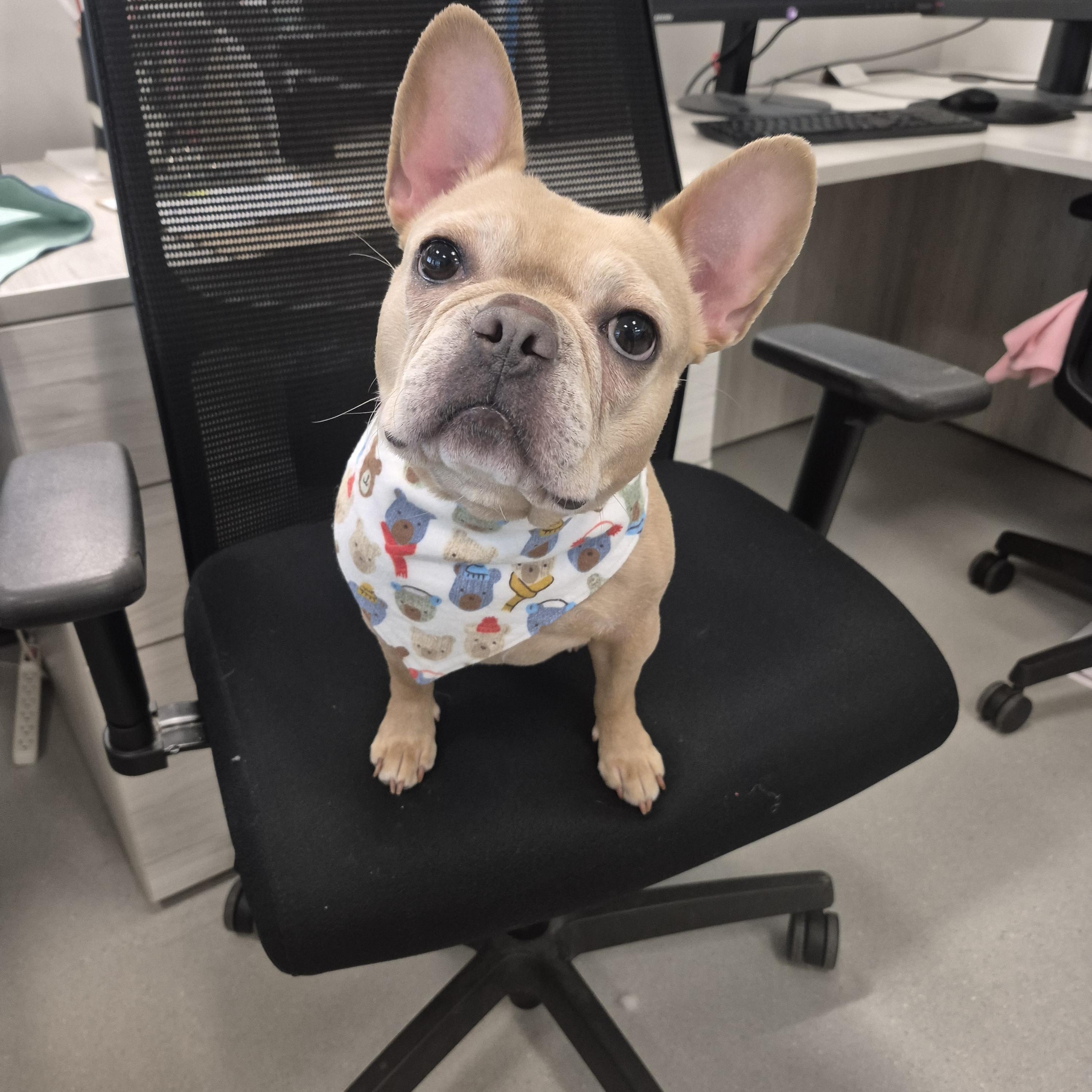 Harley , adoptable, Adult Female French Bulldog.