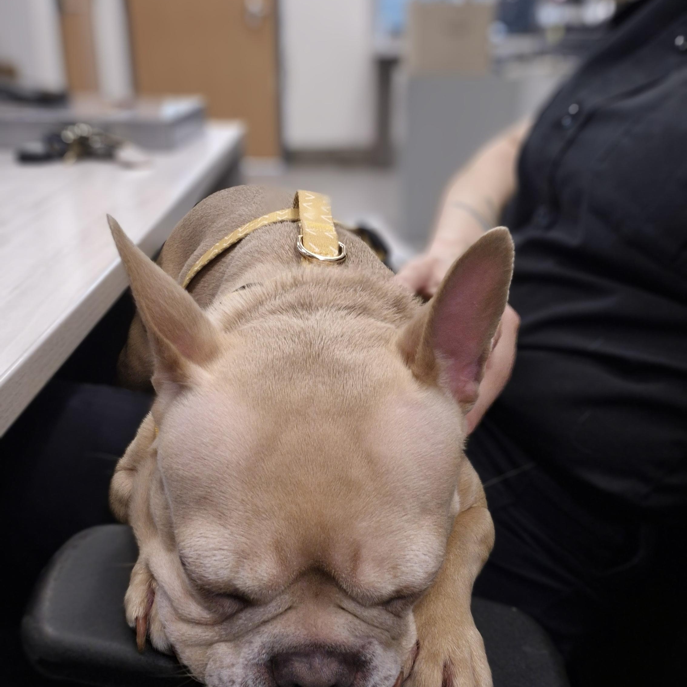 Harley , an adoptable French Bulldog in New Westminster, BC image 3/4